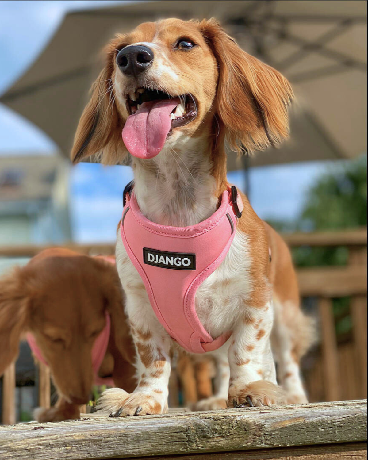Happy dachshund wearing a quartz pink harness with 'Django' branding, standing on a wooden surface outside during summer season