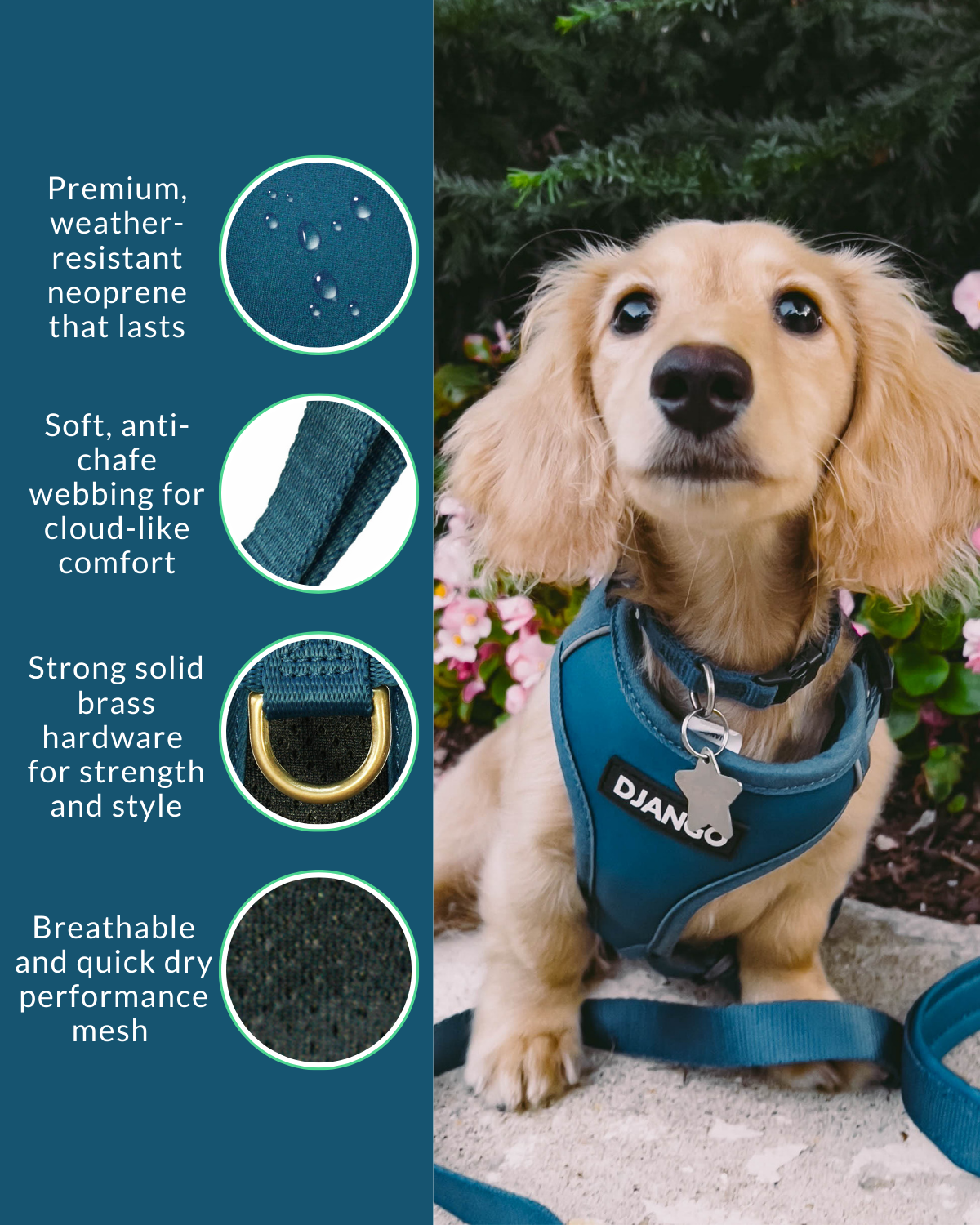 Miniature dachshund puppy wearing a blue harness with features highlighted on the left side, outdoors.