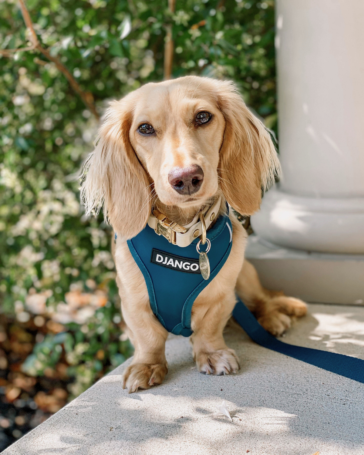 Mini dachshund wearing a blue 'DJANGO' harness outdoors with greenery in the background