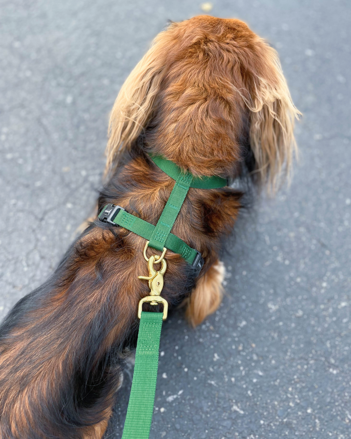 Dachshund dog wearing a lightweight green padded harness on a gray pavement