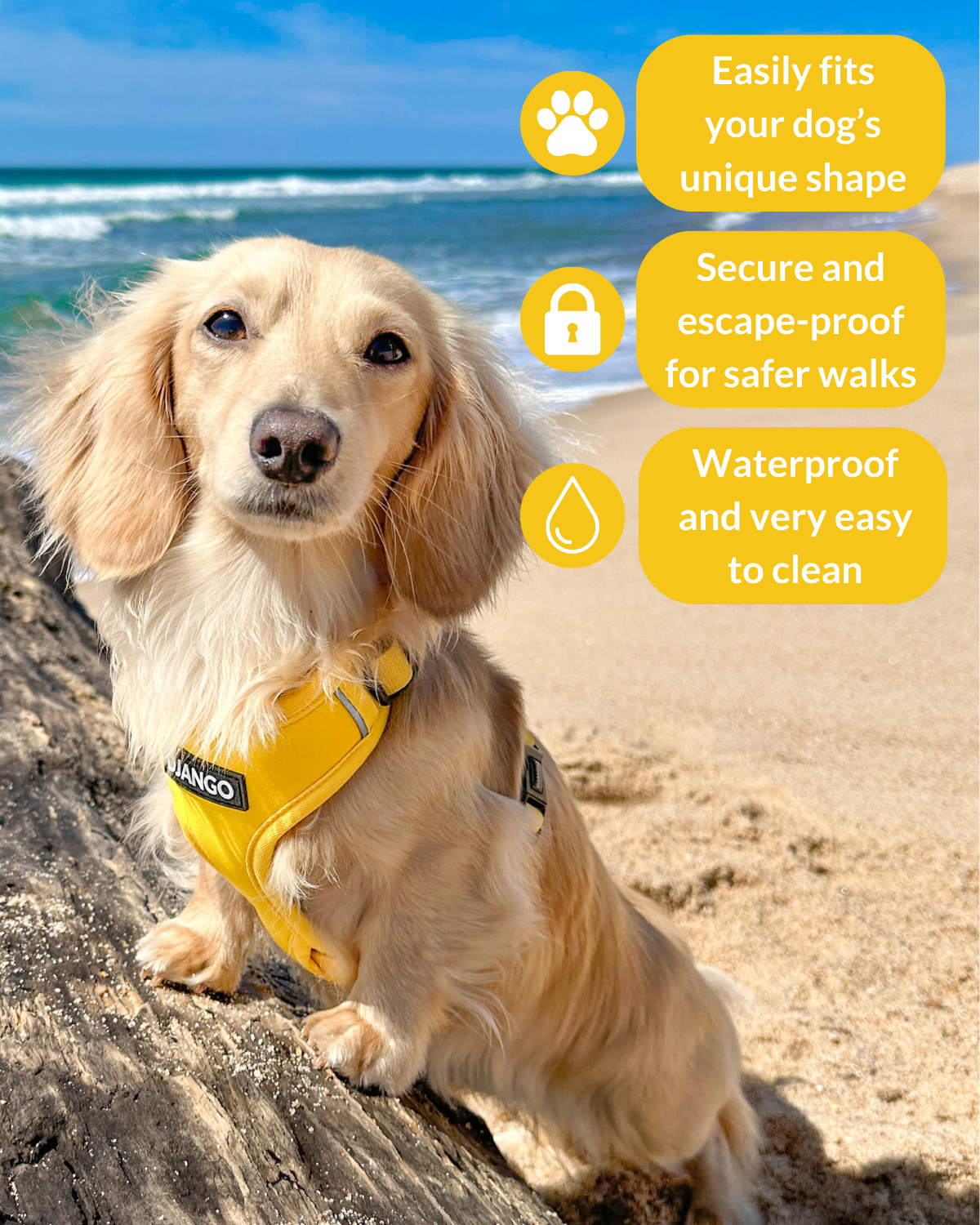 Sausage dog wearing a yellow harness on a beach with product features highlighted.