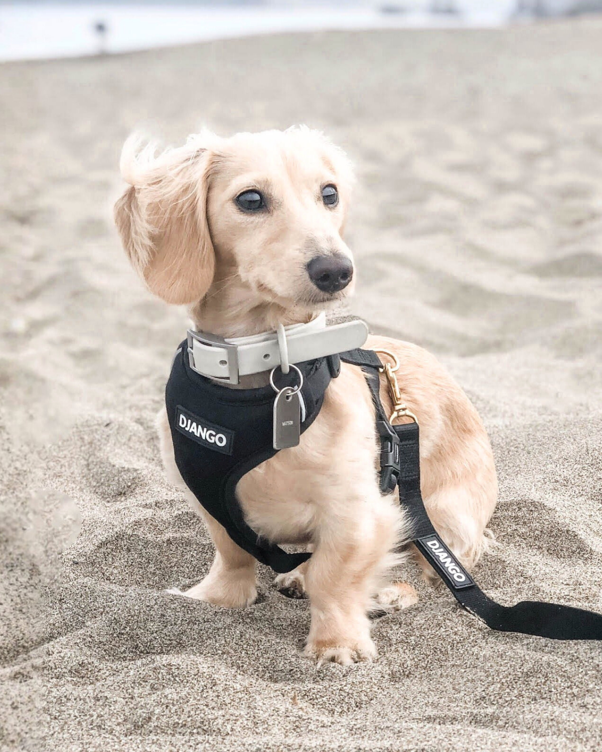 English cream mini dachshund on beach wearing padded black adjustable dog harness and matching leash