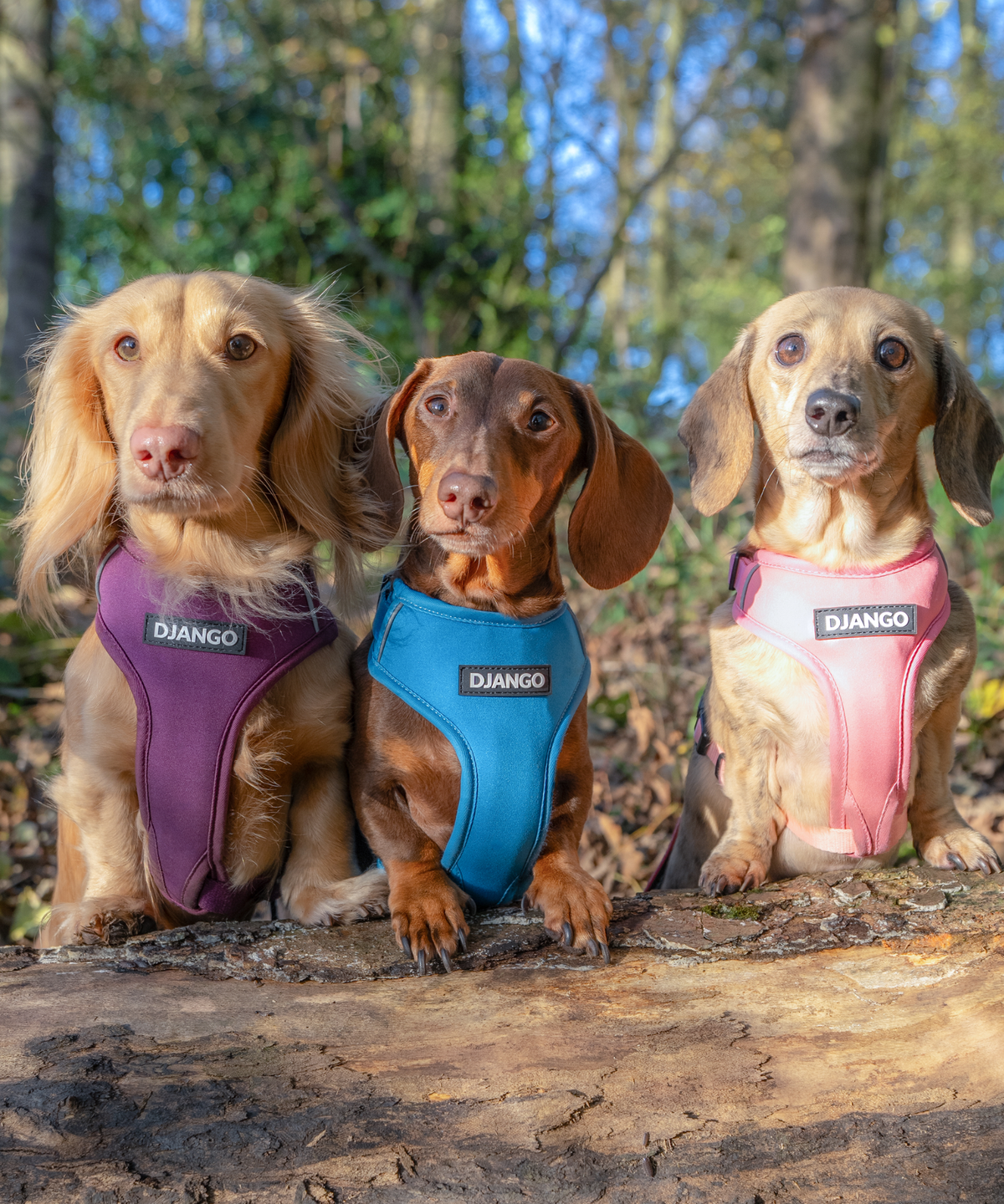 Three dachshunds on a hiking trail wearing colorful dachshund harnesses with reflective trim and padded body