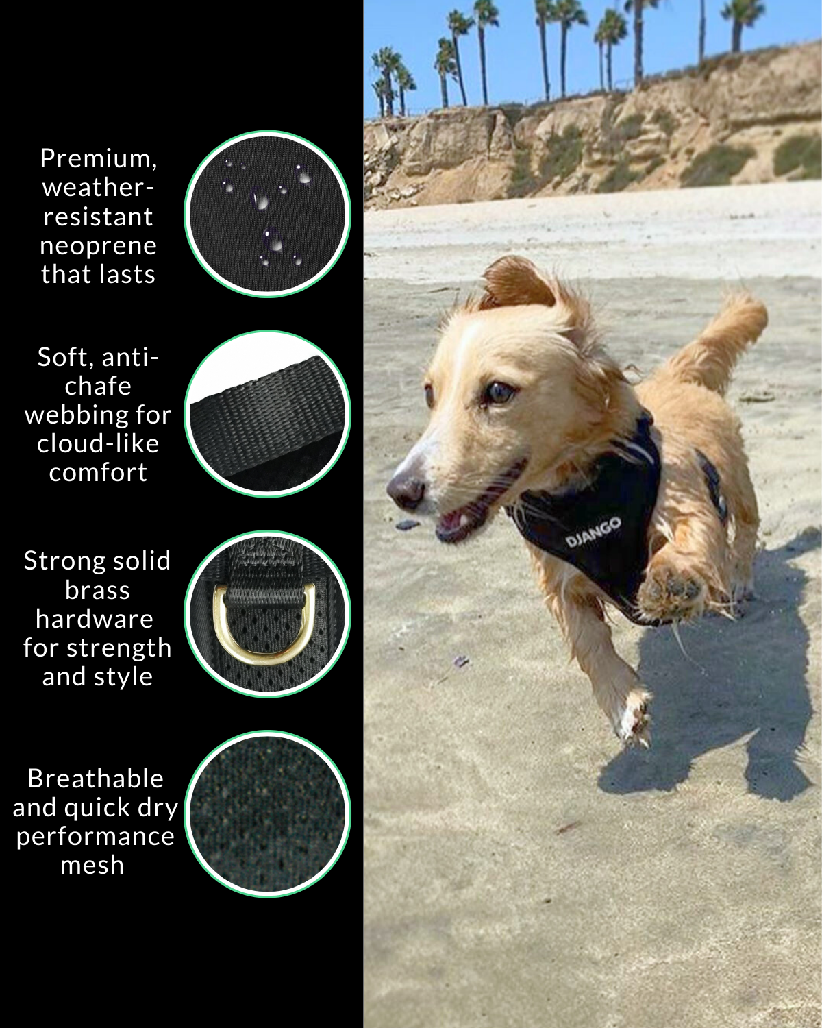 Happy mini dachshund wearing a waterproof dog harness on a beach while running and playing with harness product features listed on the left.