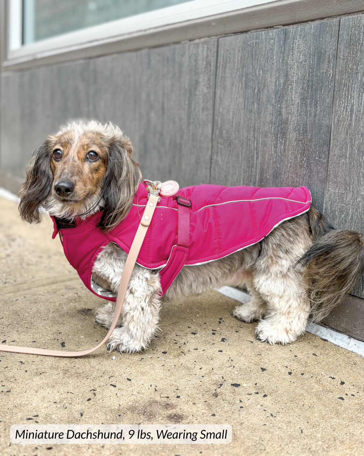 Miniature longhaired dachshund wearing a pink winter dog coat with quilted puffer body, reflective trim, and adjustable chest strap and neck collar