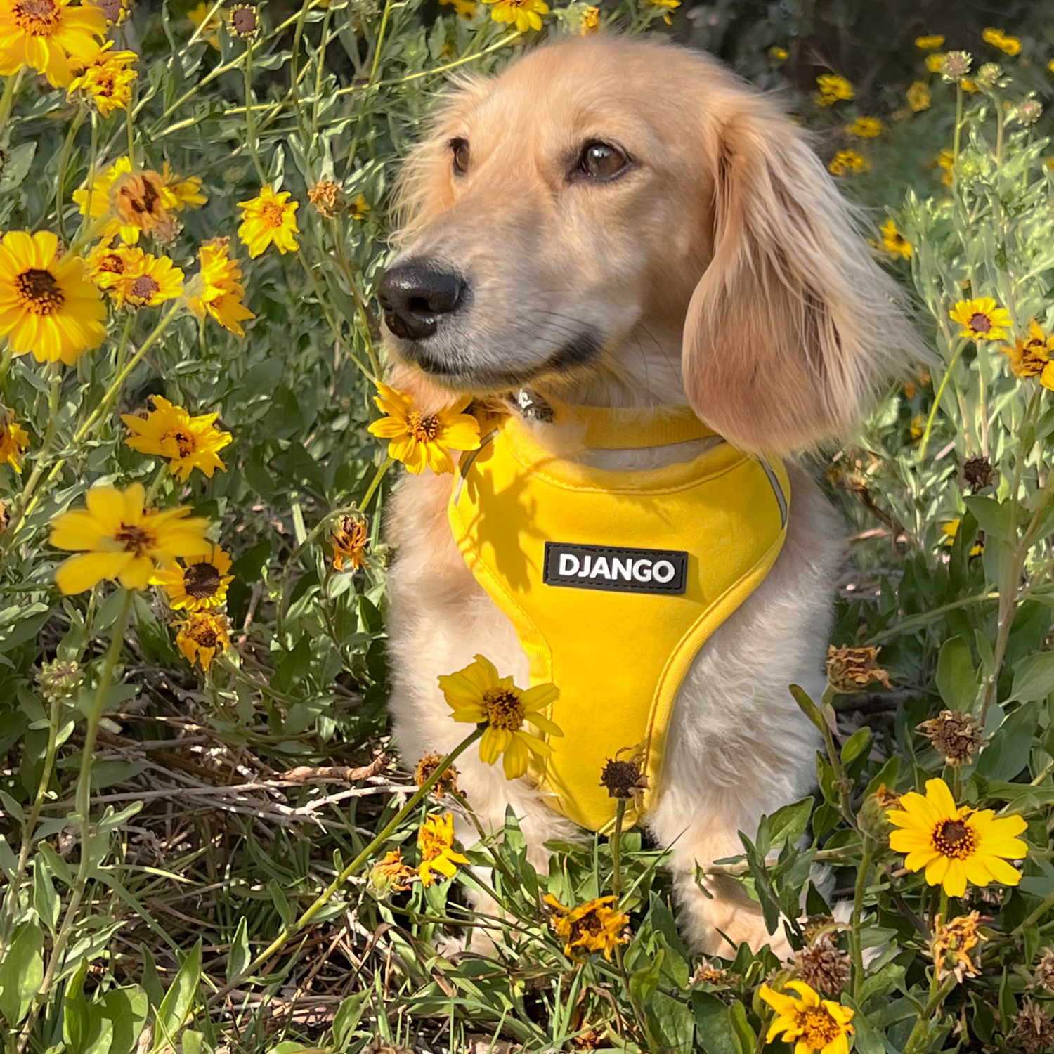 Dandelion yellow DJANGO Adventure Dog Collar, designed for active small and medium dogs, offering a comfortable fit with durable webbing and strong hardware