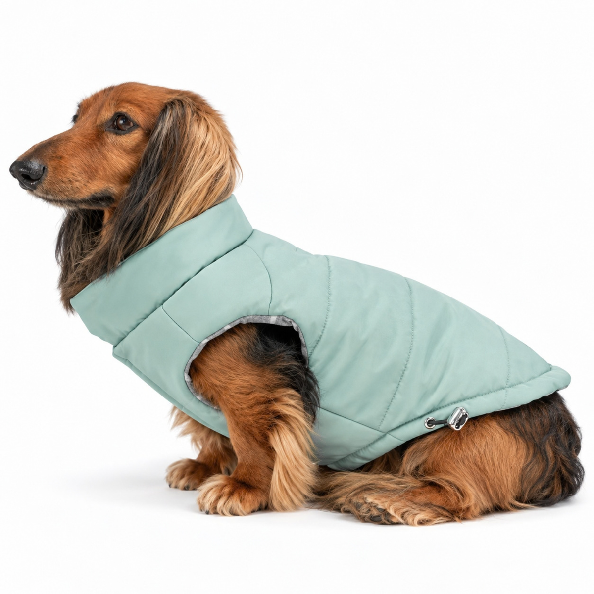 Longhaired dachshund sitting upright and wearing soft and comfortable sea foam green puffer dog coat with white and grey striped lining, soft neck collar, and adjustable fit