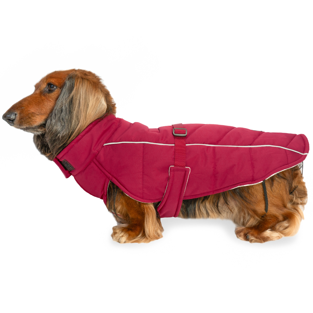 Long-haired dachshund wearing a Firelight Red Whistler Winter Dog Coat on white