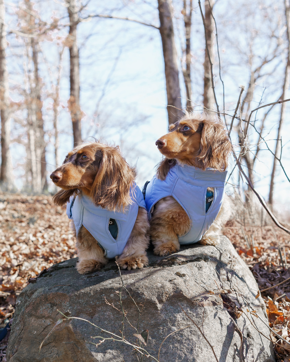 Two longhaired dachshunds wearing a warm winter dog coat with insulation and reflective piping while hiking outside