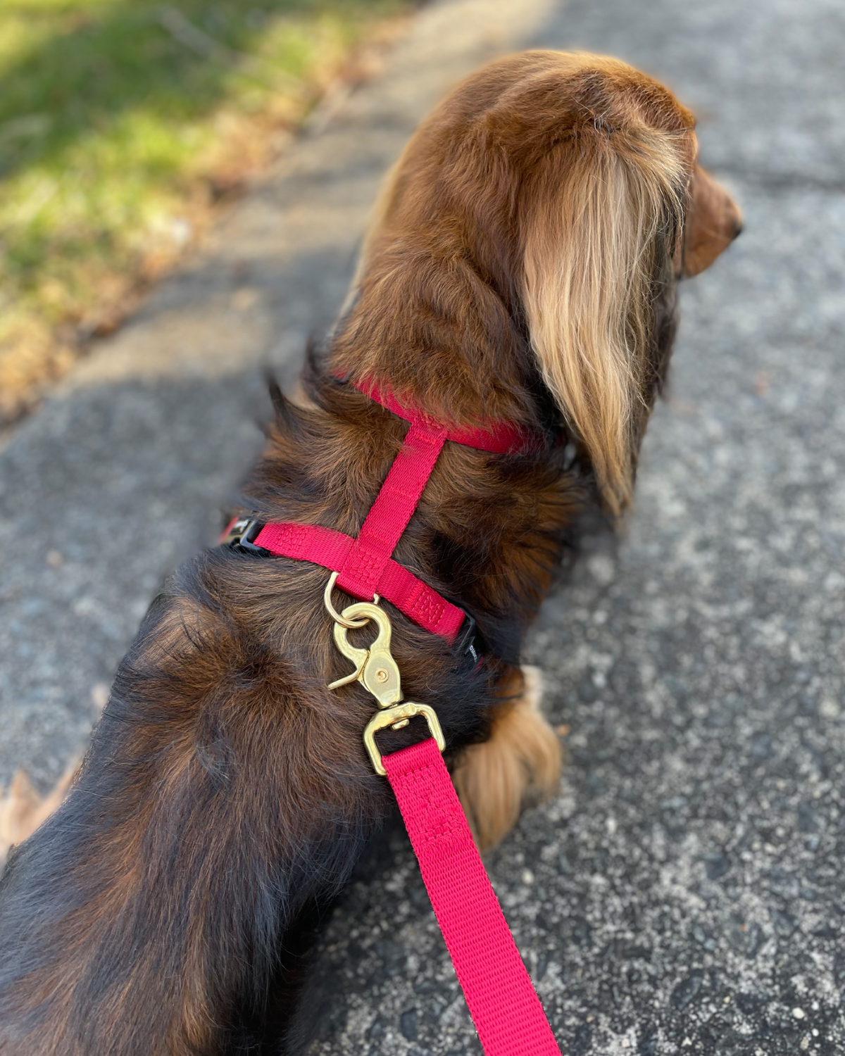 Back view of soft harness webbing on longhaired tweenie dachshund with bright solid brass hardware