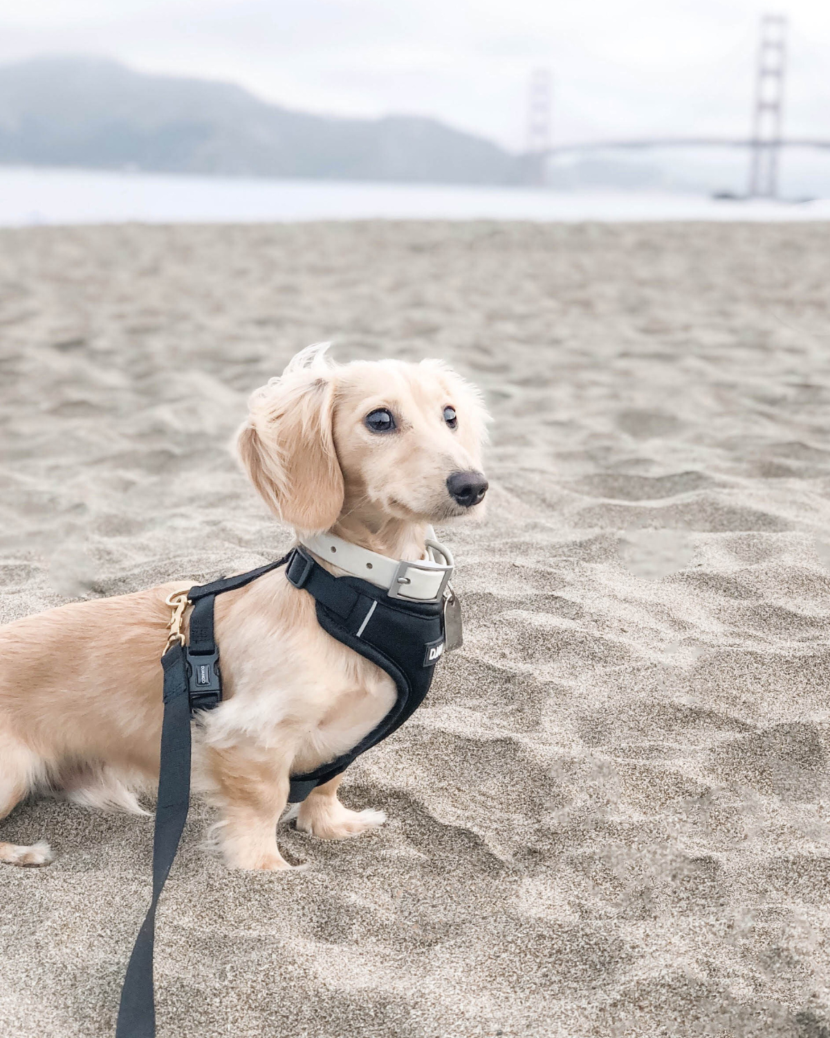 Side profile of english cream miniature dachshund wearing adjustable, padded, soft, flexible harness for sausage dogs