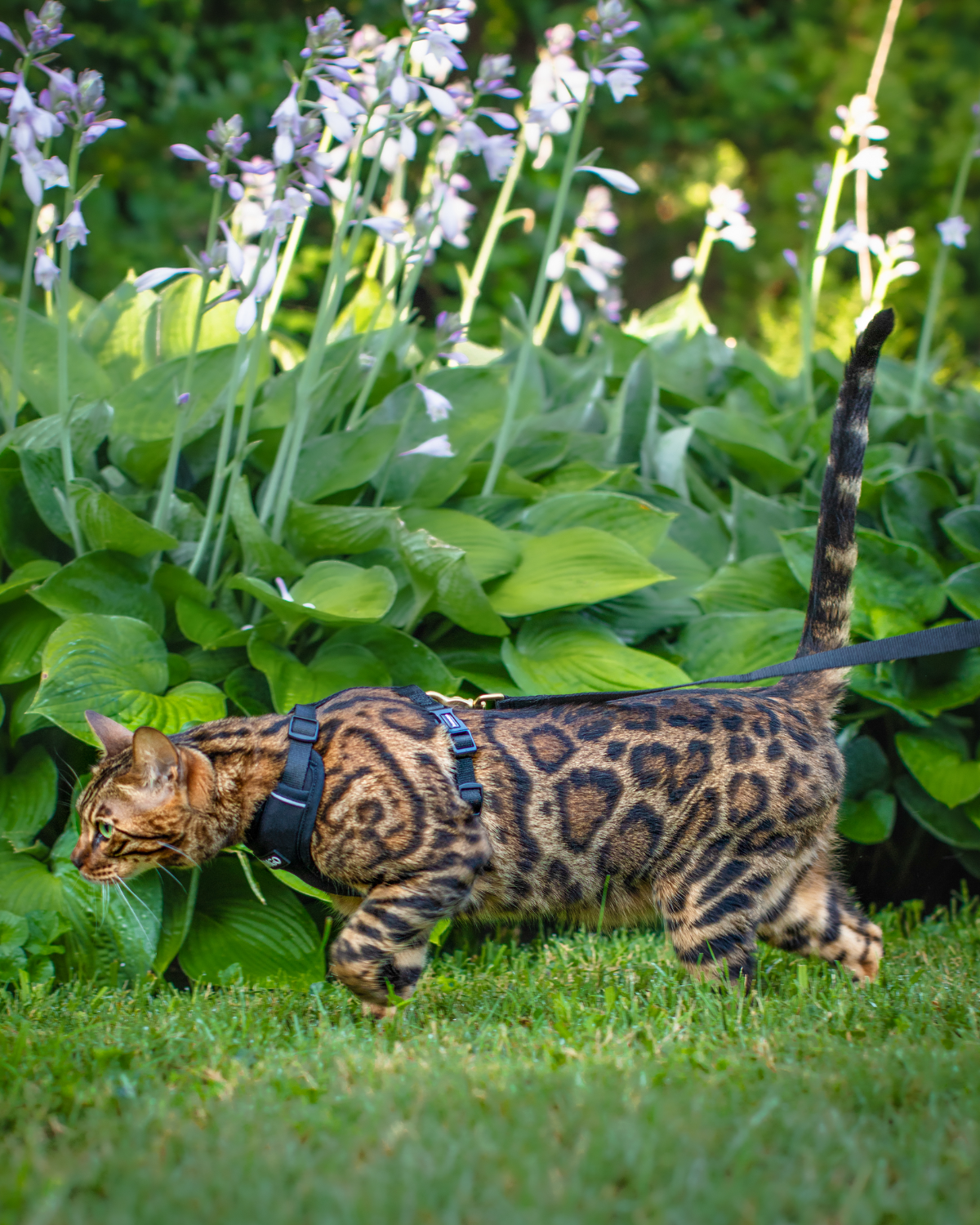 DJANGO travel cat harnesses have a lightweight body and soft frame that sits incredibly comfortably against cats' bodies while providing support for any outdoor adventure - djangobrand.com