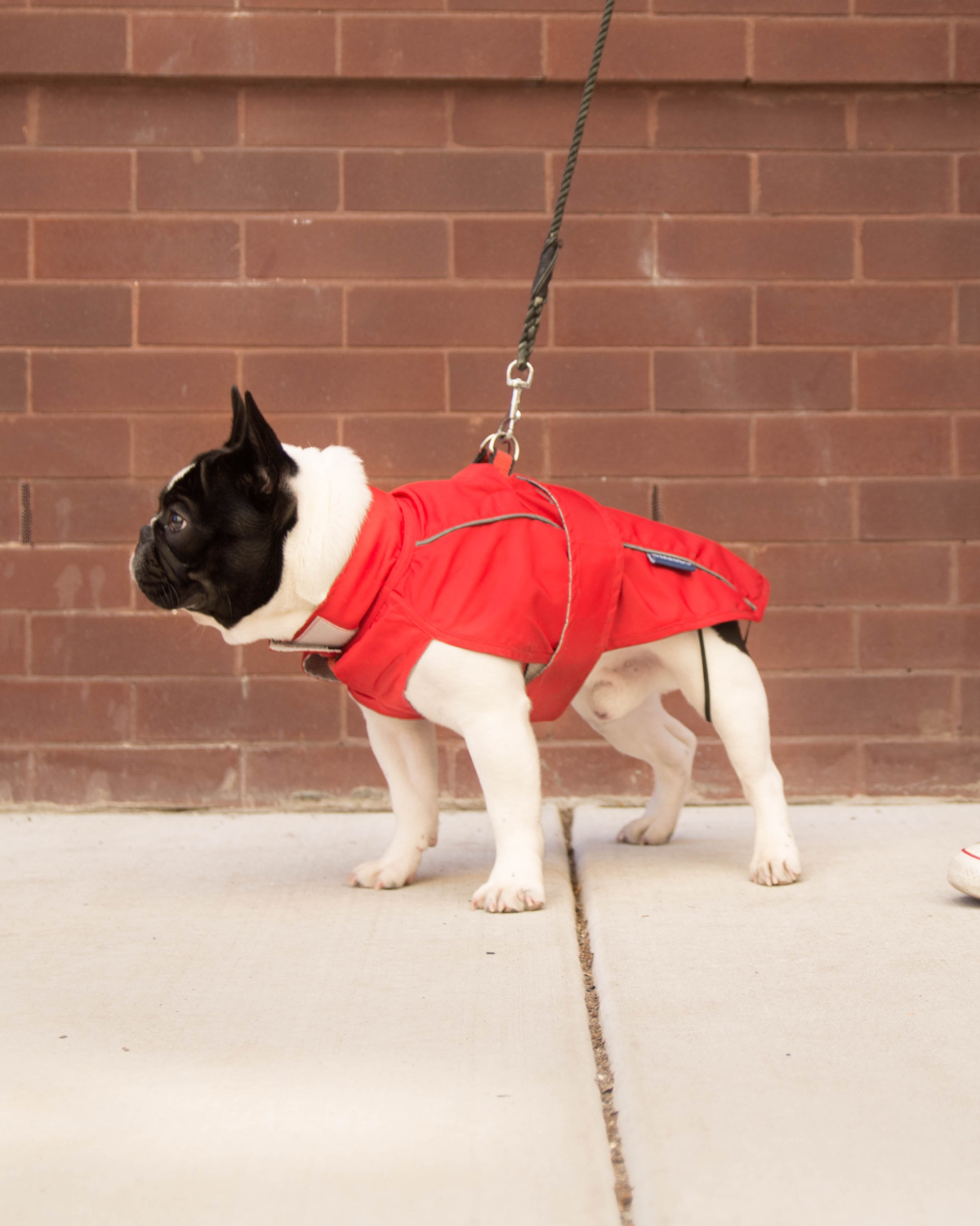 DJANGO's City Slicker Dog Jacket and Raincoat is a lightweight and water-resistant dog coat designed for spring showers, chilly autumn days, and snowy winter outings - djangobrand.com