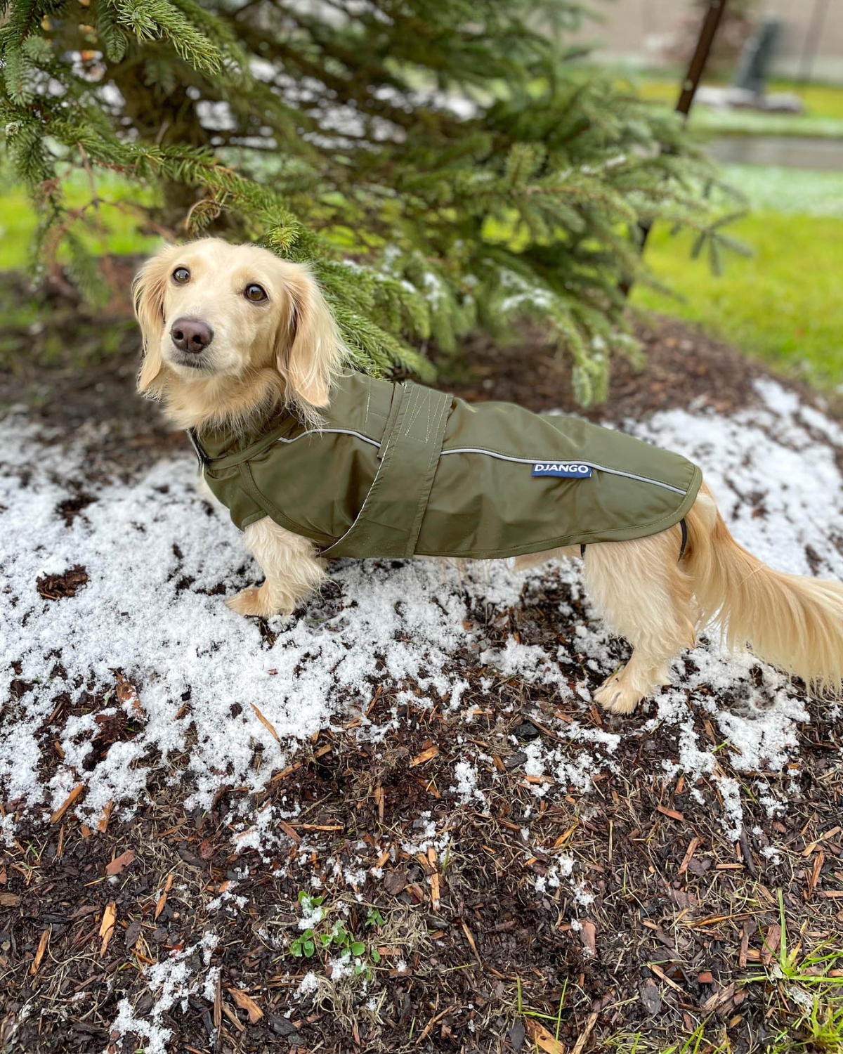 DJANGO's City Slicker Dog Jacket and Raincoat is a beautiful, lightweight dog jacket and water-resistant dog raincoat designed for spring showers, chilly autumn days, and snowy winter walks - djangobrand.com