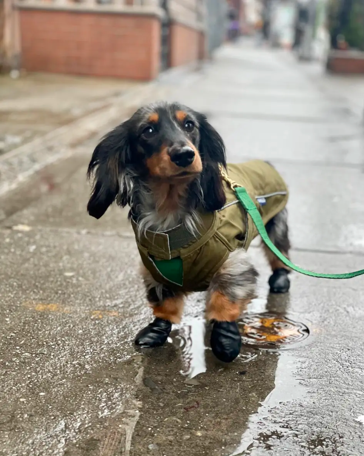 DJANGO's City Slicker Dog Jacket and Raincoat is a beautiful, lightweight dog jacket and water-resistant dog raincoat designed for spring showers, chilly autumn days, and snowy winter walks - djangobrand.com