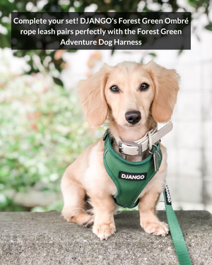 DJANGO Forest Green Cotton Rope Dog Leash - You and your dog will be the most stylish ones on the sidewalk with this handcrafted and hand-dyed green ombré cotton rope leash. Crafted from soft and flexible three-strand natural cotton rope, the rope leashes are hand-spliced and the ends whipped, resulting in an incredibly strong yet effortlessly chic and comfortable dog lead. Gold hardware adds additional sophistication to the stylish dog lead. Leash length measures 5 feet (152 cm) - djangobrand.com