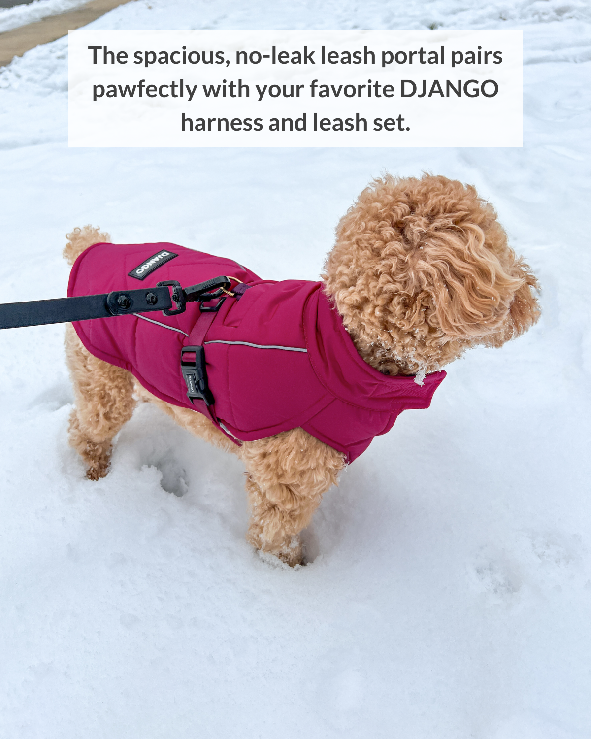 DJANGO dog coats feature a large, spacious, and no-leak leash portal that pairs perfectly with your favorite DJANGO dog harness and leash set. Maisey the poodle mix, featured here, is wearing her Whistler Winter Dog Coat with her Adventure Dog Harness - djangobrand.com