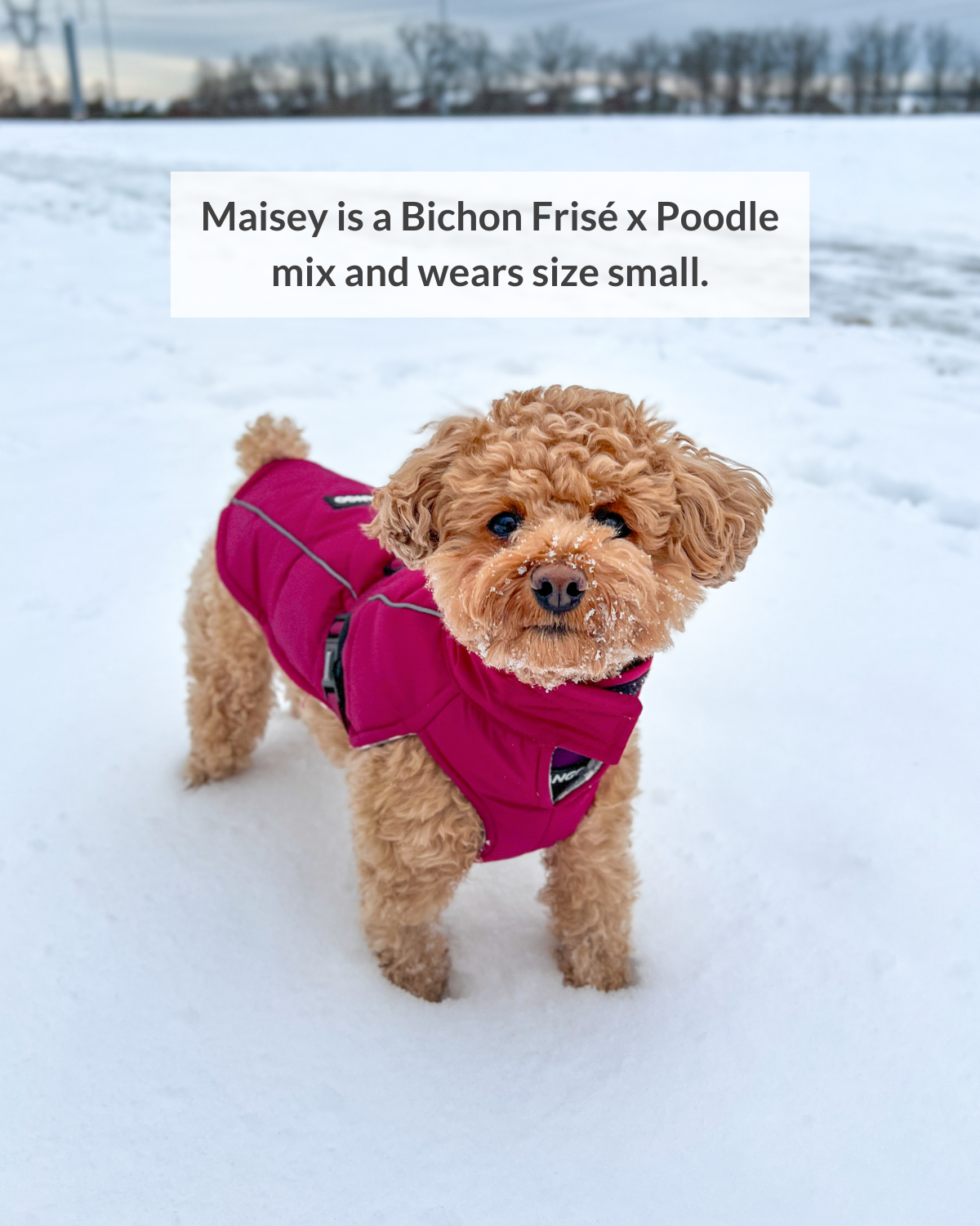 Designed for all winter weather, DJANGO's very warm and insulated winter dog coat will protect your dog during every cold weather outing and adventure. Maisey is a Bichon Frise and Poodle mix and wears size small perfectly - djangobrand.com