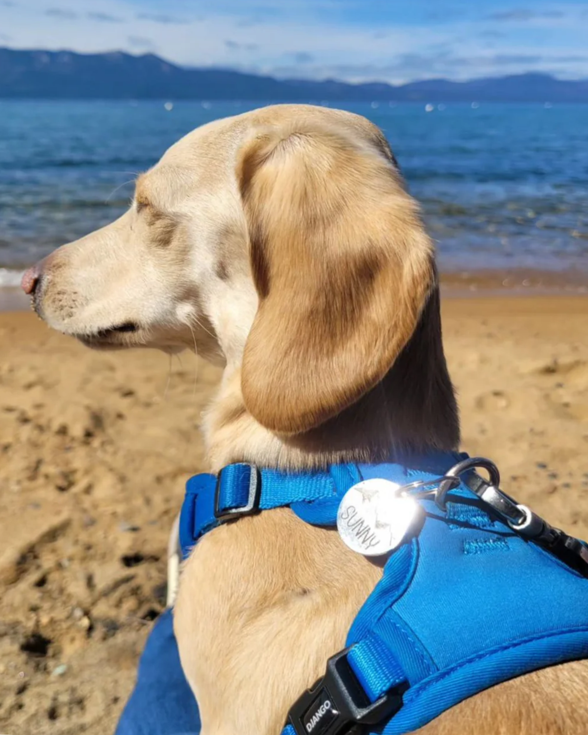 Django Tahoe No Pull Dog Harness – A secure and comfortable front-clip harness in Alpine Blue for better control and reduced pulling on walks