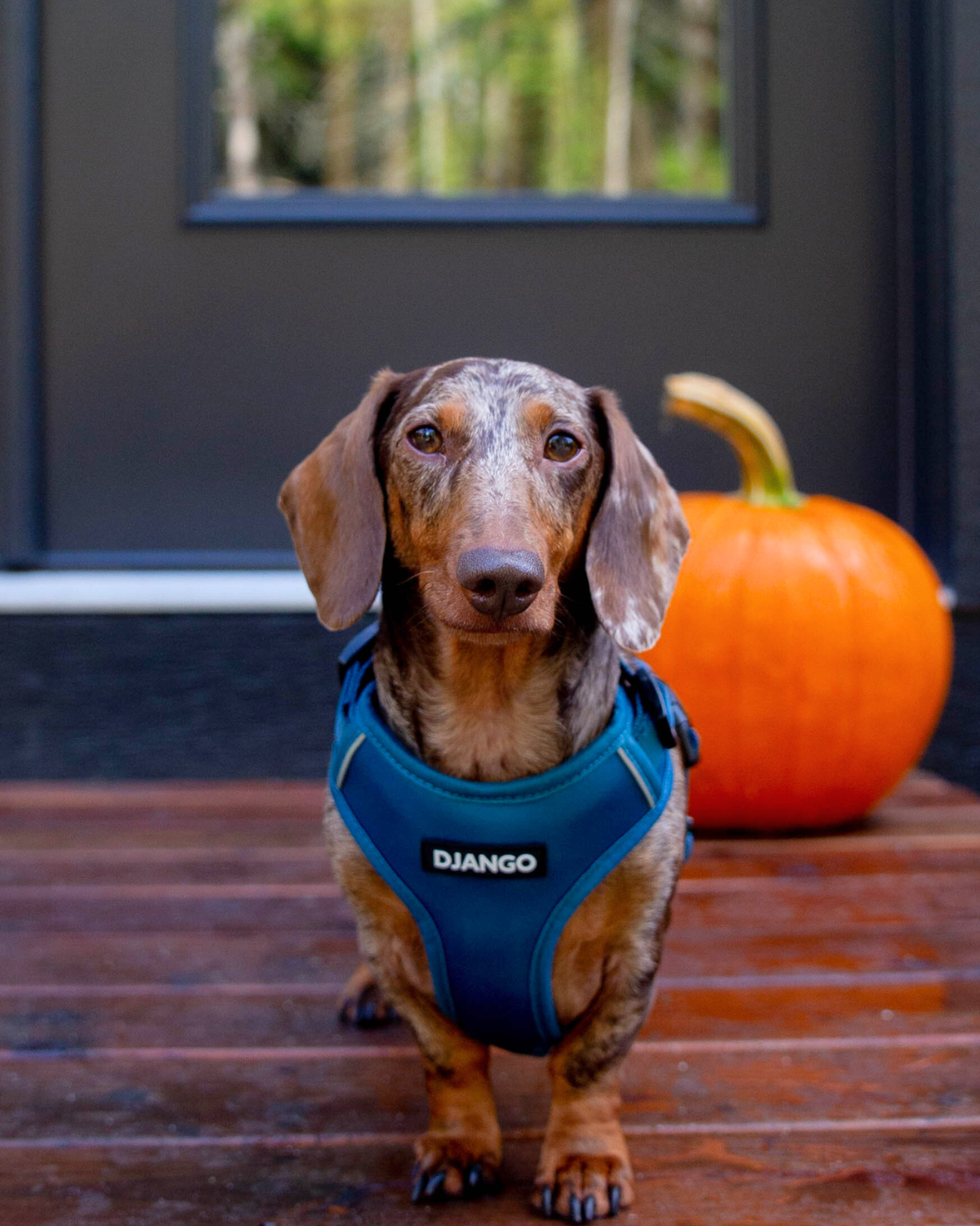Smooth tweenie dachshund wearing a harness outside during autumn season