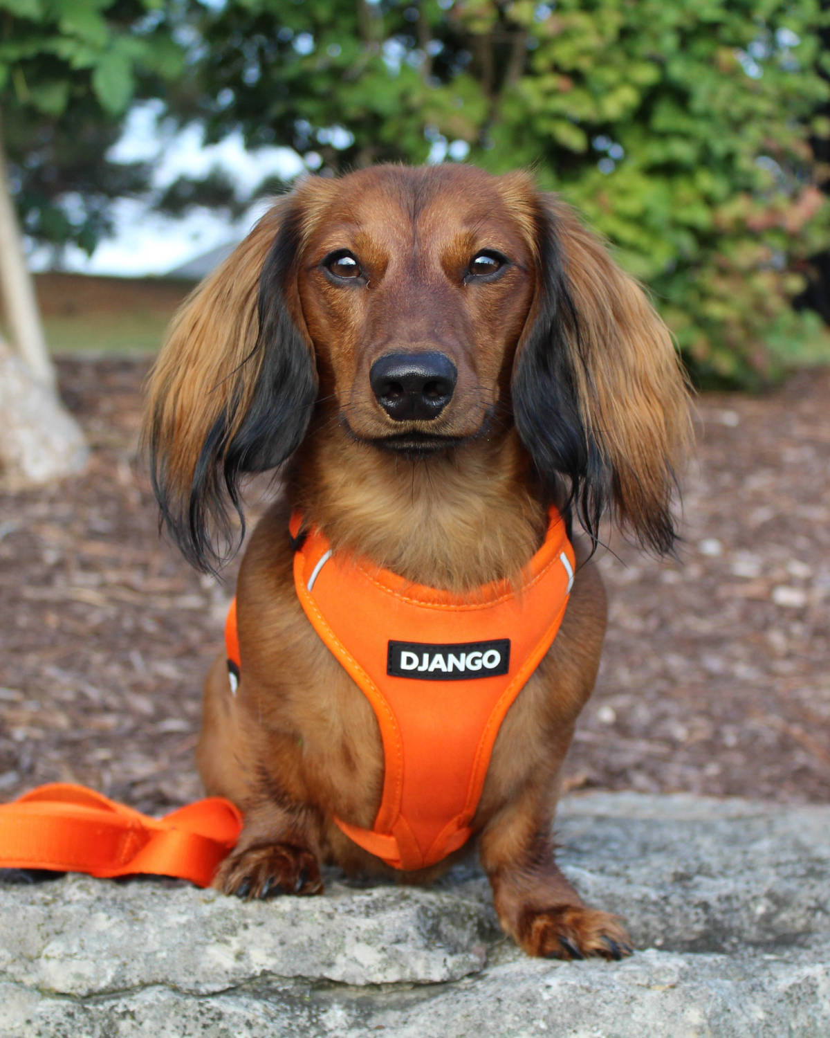 Longhaired dachshund wearing a bright orange DJANGO harness while adventuring and walking in the woods