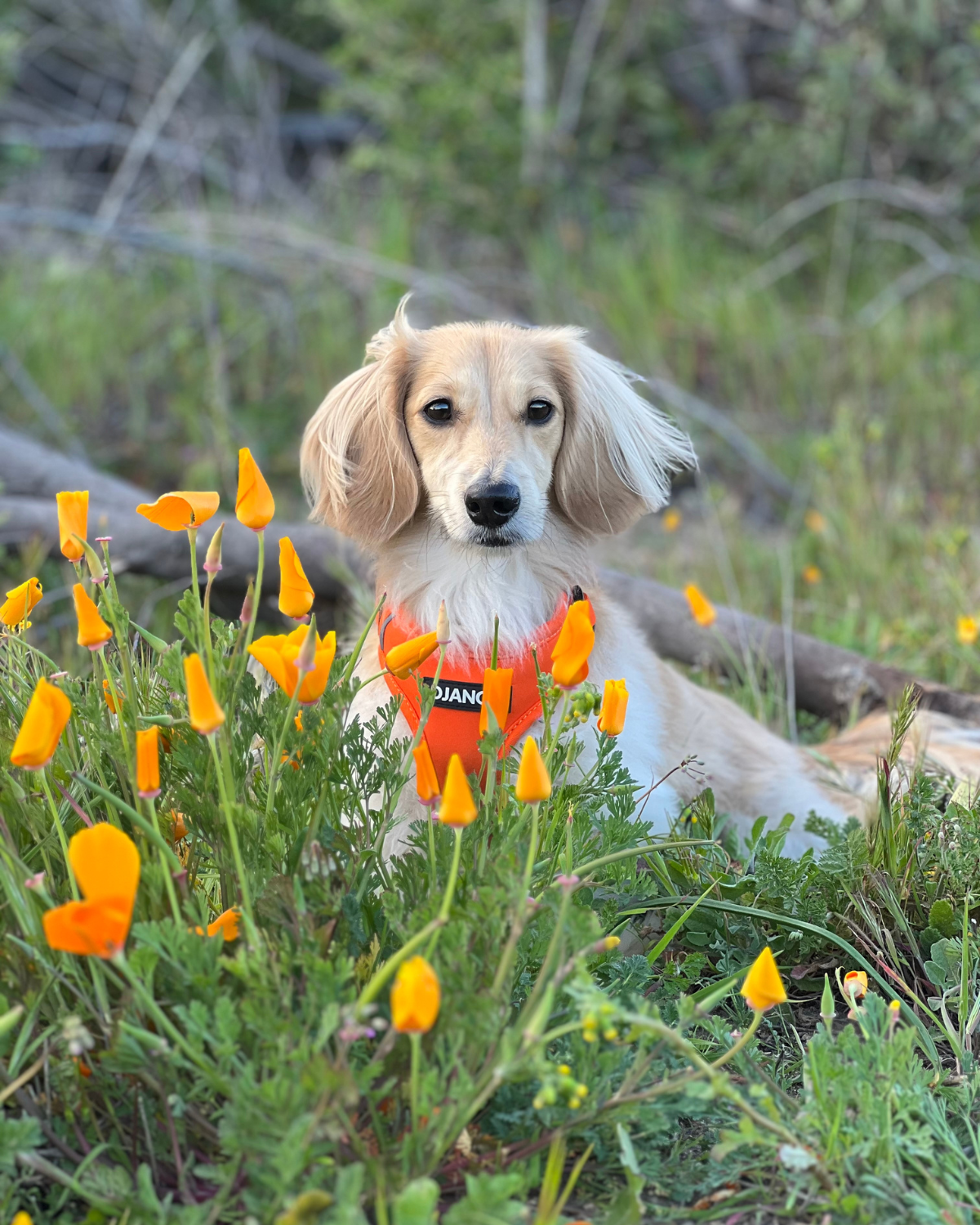 Dachshund puppy standing in field of orange flowers and wearing an orange escape-proof harness for sausage dogs