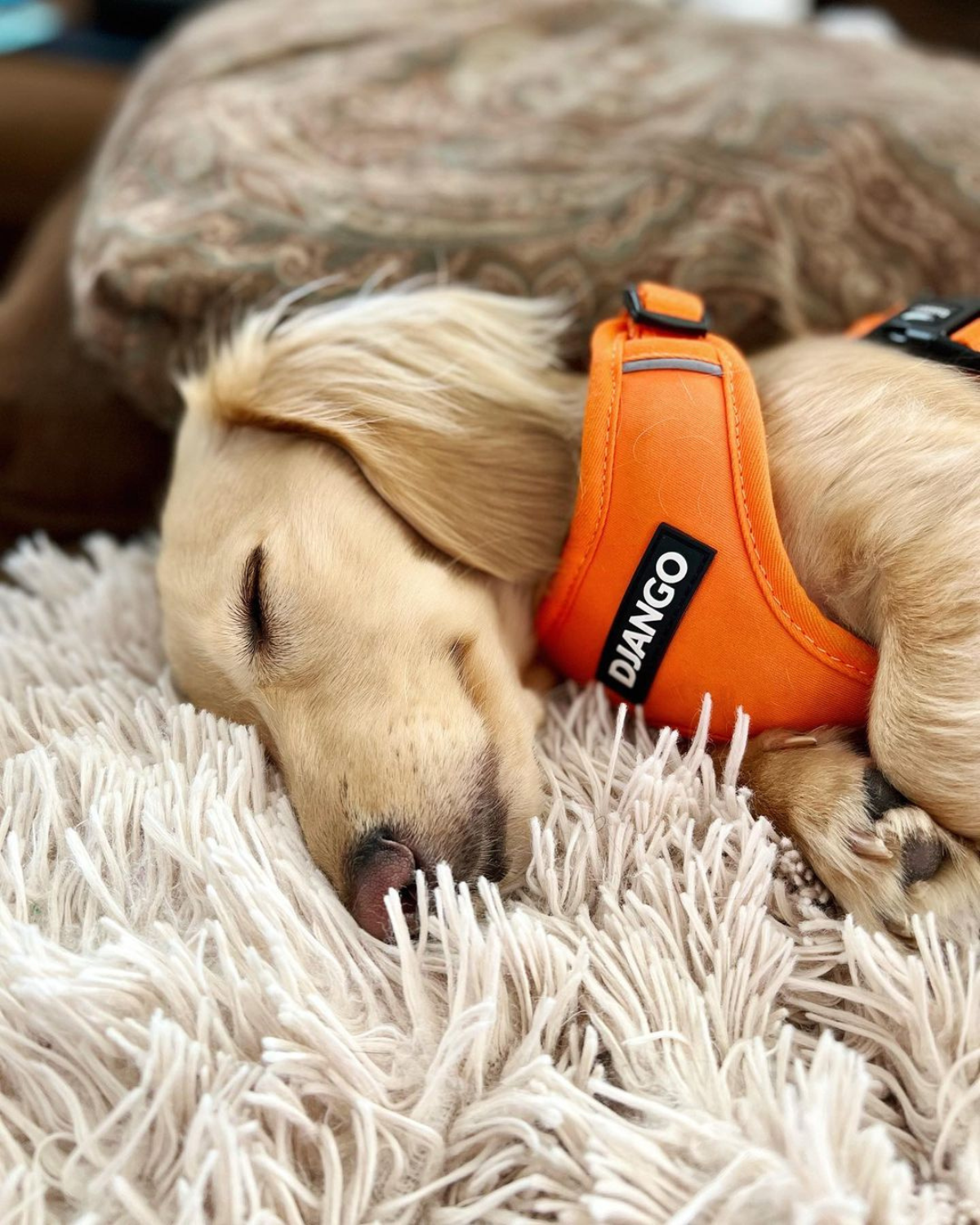 Adorable dachshund puppy sleeping while wearing a comfy and lightweight harness with DJANGO logo