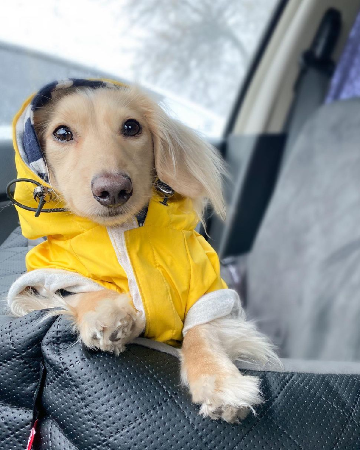 Pair your DJANGO dog hoodie with your favorite DJANGO dog coat and best winter dog jacket for extra warmth on the coldest winter days - djangobrand.com