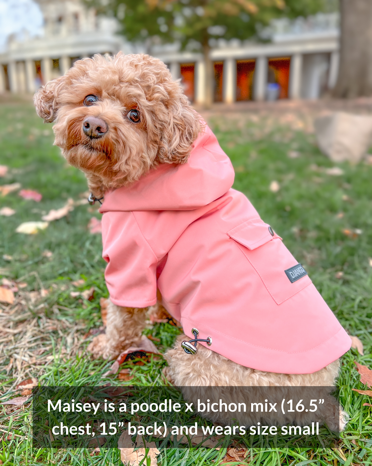 This DJANGO dog raincoat with hood features an optional hood - snap back the hood when you're not using it!