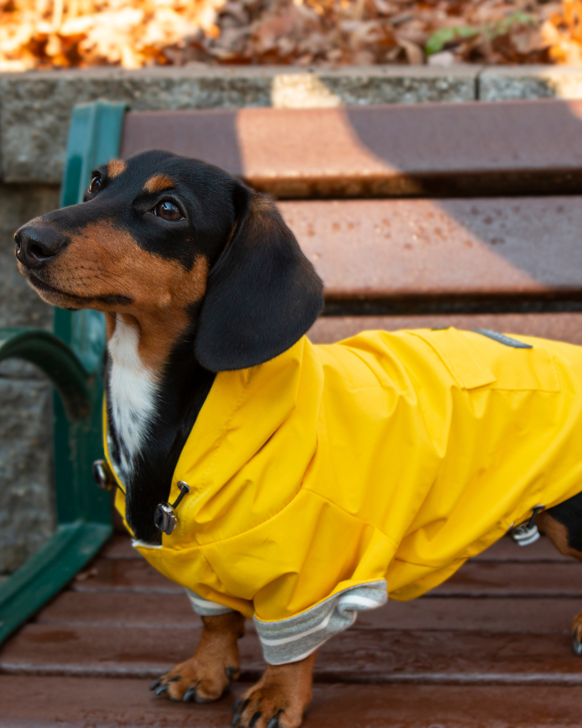These dachshund jackets and this dachshund rain coat is machine washable and made to last