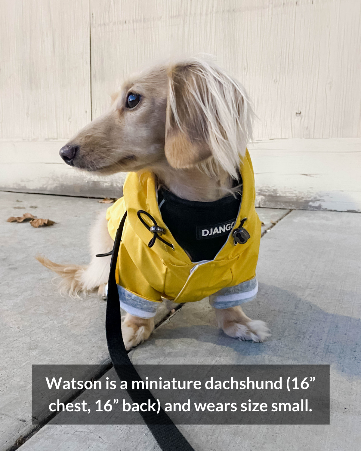Best raincoat for dachshunds with hood, this DJANGO Highland Dog Jacket is a waterproof jacket for dachshunds