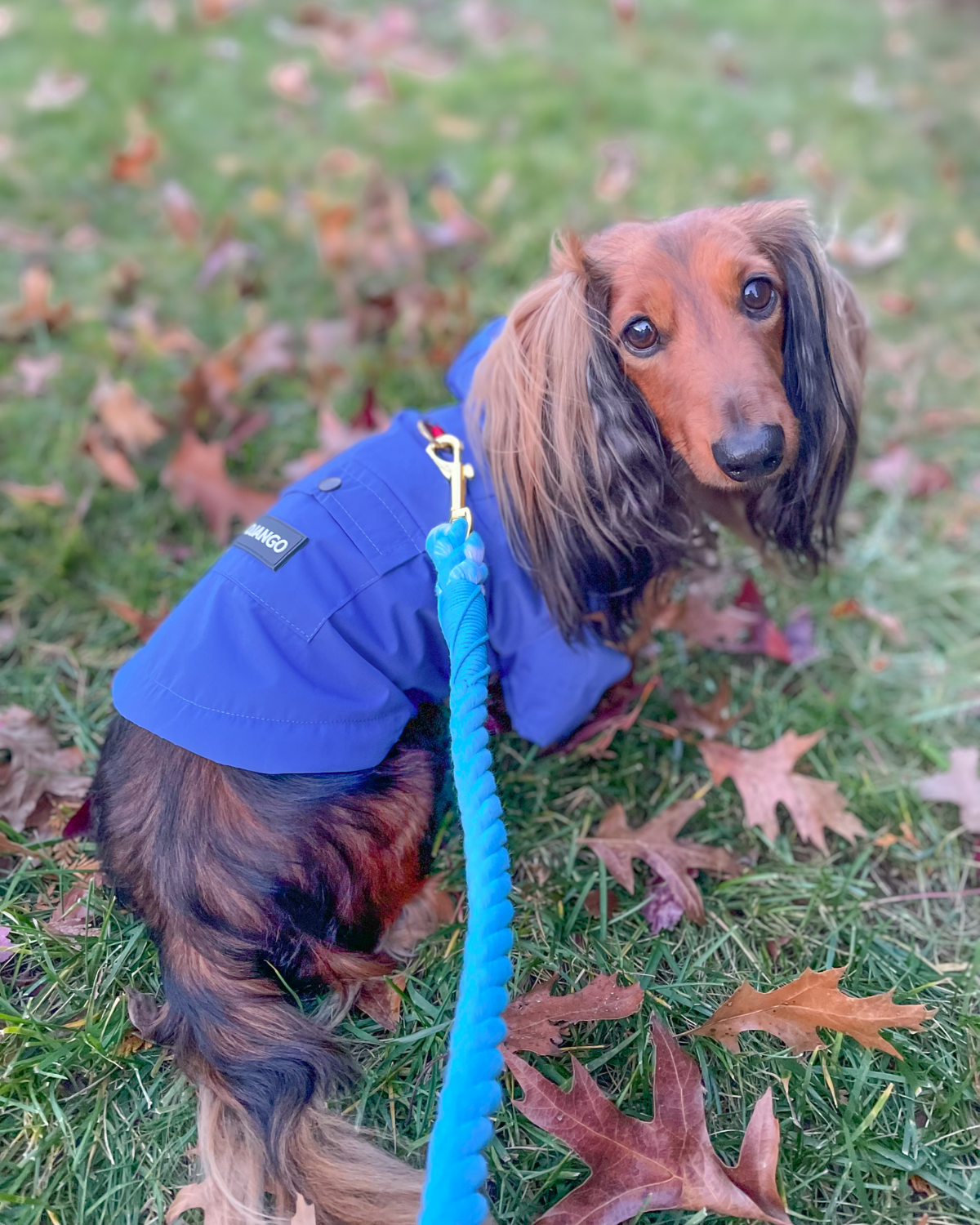 Best raincoat for dachshunds and other small dogs! This adorable blue raincoat for dogs is a waterproof dog jacket with harness hole and features a hood and adjustable hem