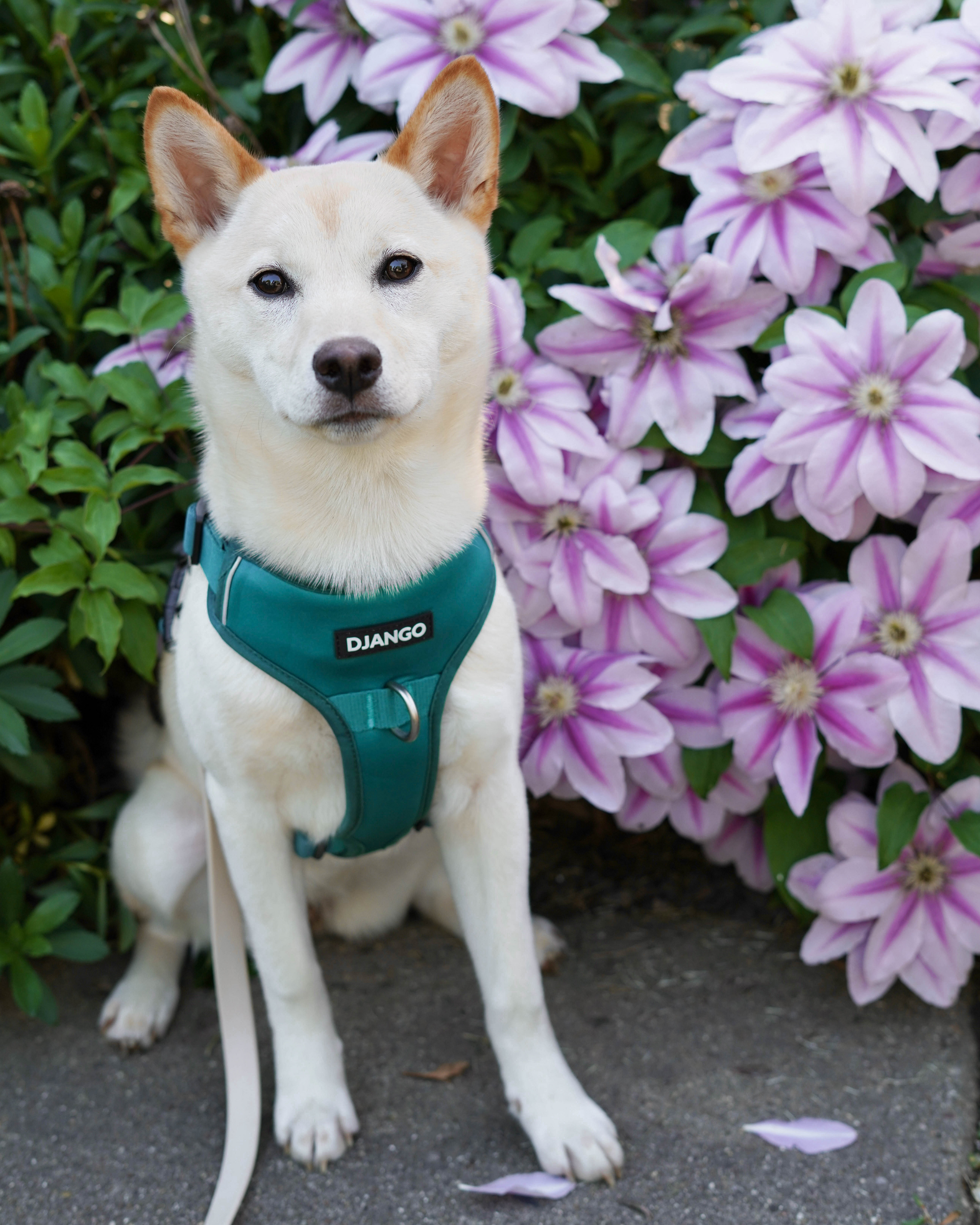 Beautiful Shiba Inu Yuki of @eurekapaws is wearing his DJANGO Tahoe No Pull Dog Harness in best selling color Dark Teal Green - djangobrand.com