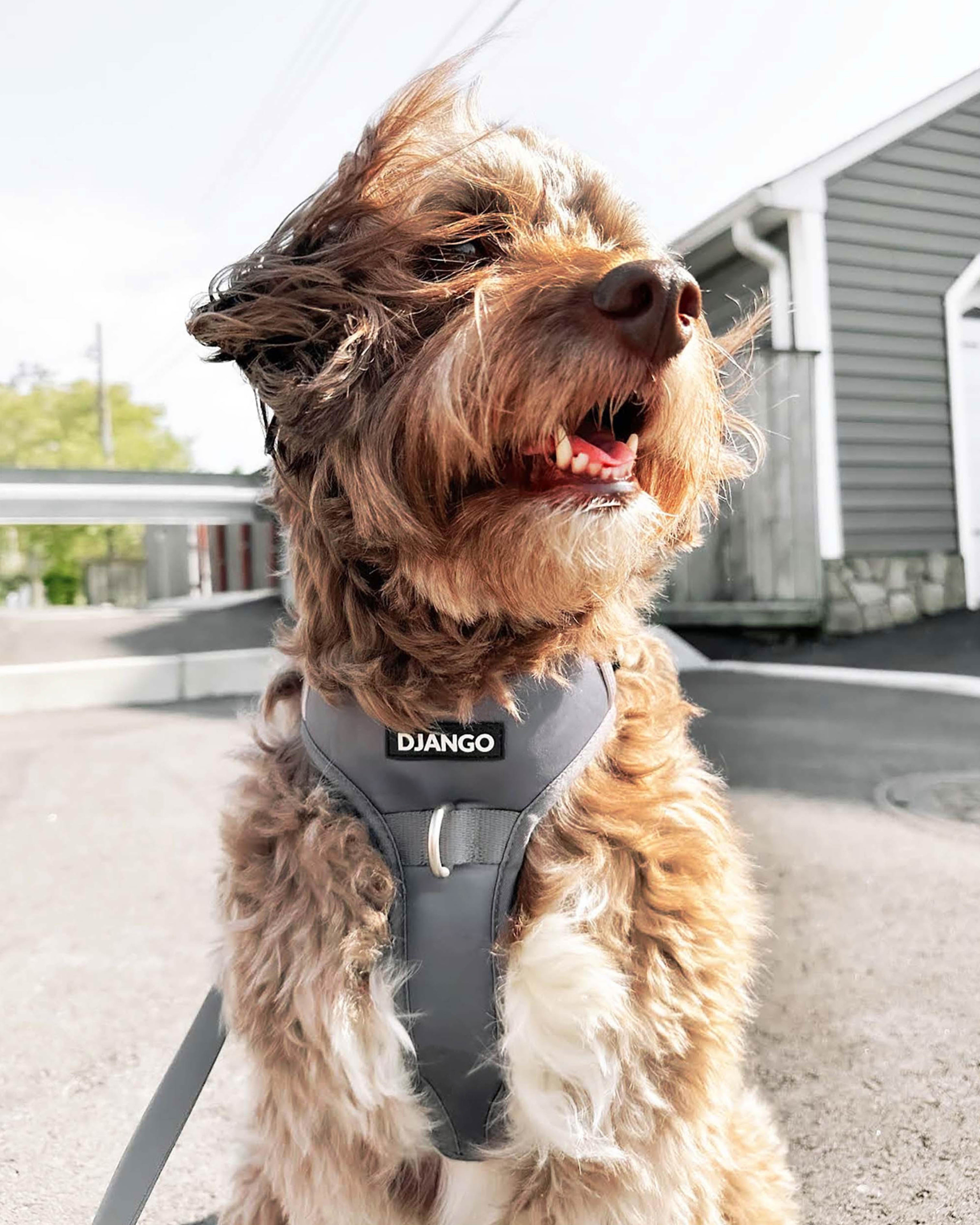 DJANGO Tahoe No Pull Dog Harness in Poppy Seed Gray - Our beautiful Australian shepherd doodle dog furend is wearing his DJANGO no pull dog harness in modern and stylish color Poppy Seed Gray. Key features of DJANGO's Tahoe dog harness include a weather-resistant and padded neoprene exterior, a narrow and deep harness body (to prevent the risk of chafing) reflective piping, and soft webbing. - djangobrand.com