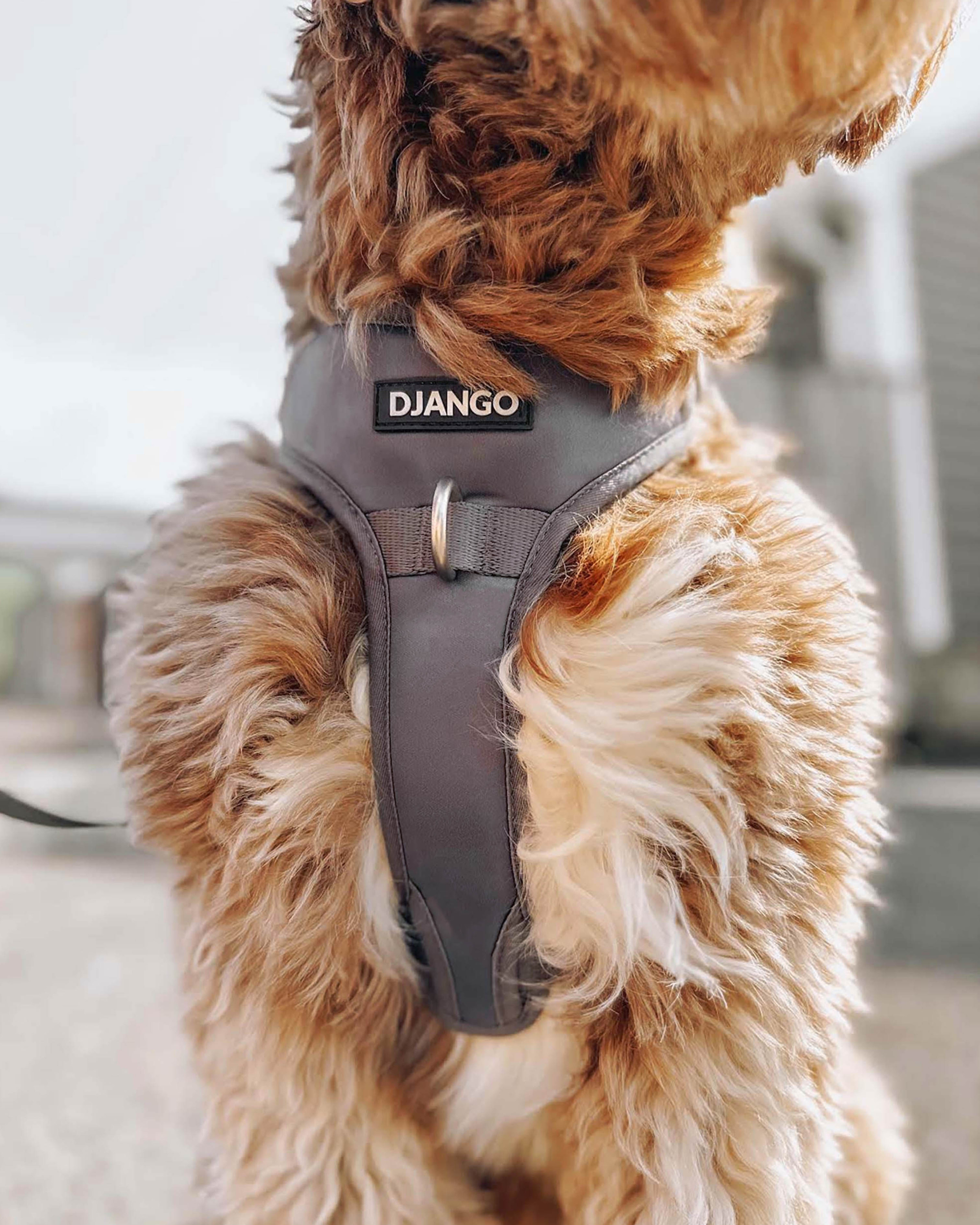 DJANGO Tahoe No Pull Dog Harness - Key features include a weather-resistant and padded neoprene exterior, a narrow and deep harness body (to prevent the risk of chafing) reflective piping, and soft webbing. Maisey is a miniature poodle and bichon mix and wears size small in all DJANGO dog harnesses. - djangobrand.com