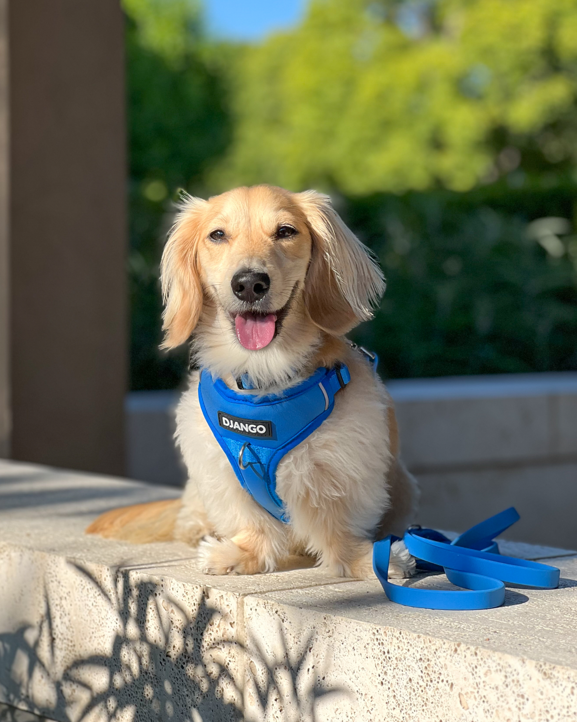 DJANGO Tahoe No Pull Dog Harness in Alpine Blue - Key features include a weather-resistant and padded neoprene exterior, a narrow and deep harness body (to prevent the risk of chafing) reflective piping, and soft webbing. Maisey is a miniature poodle and bichon mix and wears size small in all DJANGO dog harnesses. - djangobrand.com