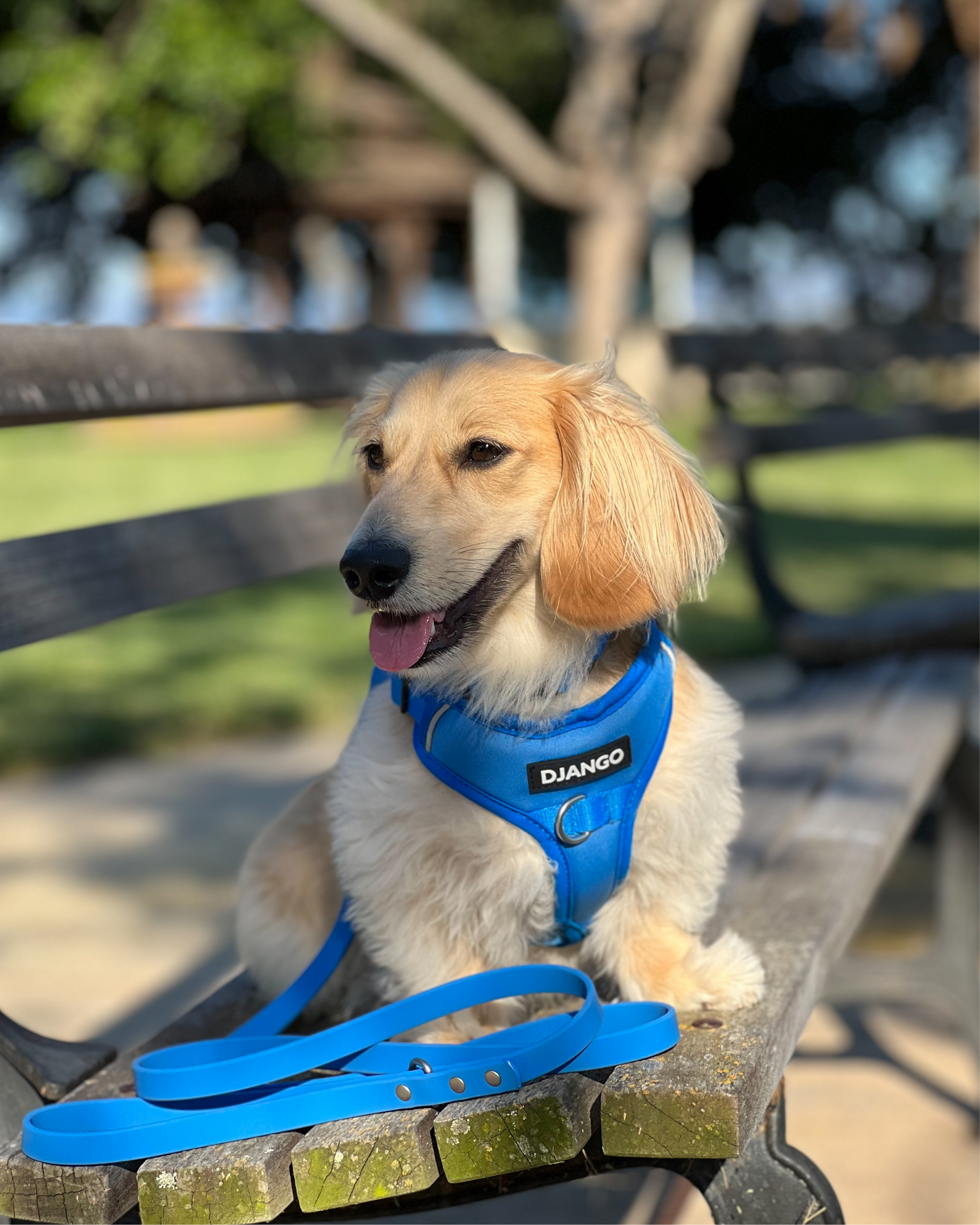 Shermi the English cream miniature dachshund wears a size small DJANGO dog harness and size small Tahoe Waterproof Leash. DJANGO's small Tahoe Waterproof Leash is ideal for puppies, petite dog breeds, and dogs weighing up to 20 lbs. DJANGO's standard sized Tahoe Waterproof Dog Leash is best for medium and large dog breeds and pups weighing more than 20 lbs. - djangobrand.com