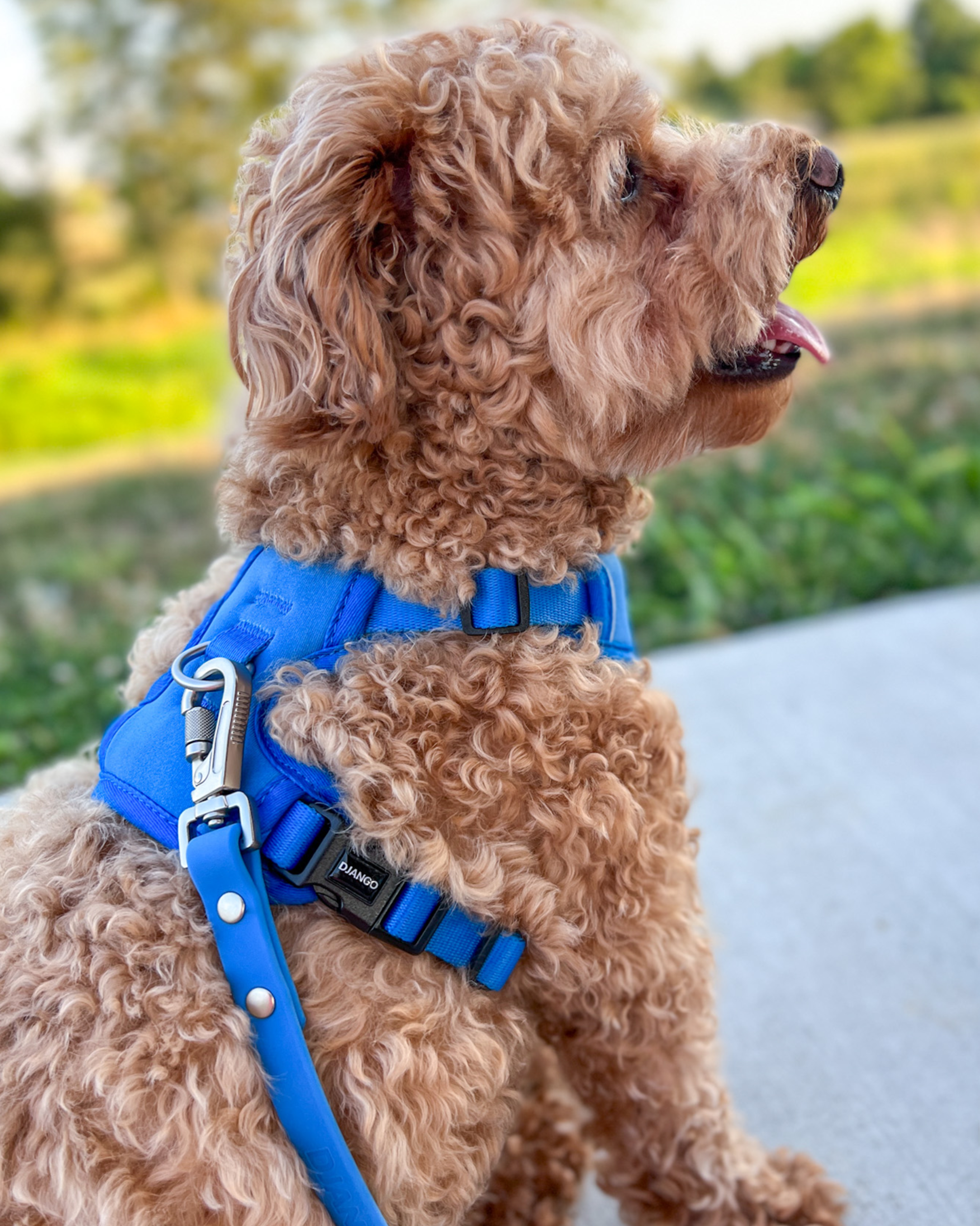 Adventure-ready no pull dog harness – Strong, adjustable Alpine Blue harness for hiking, walking, and running with your dog