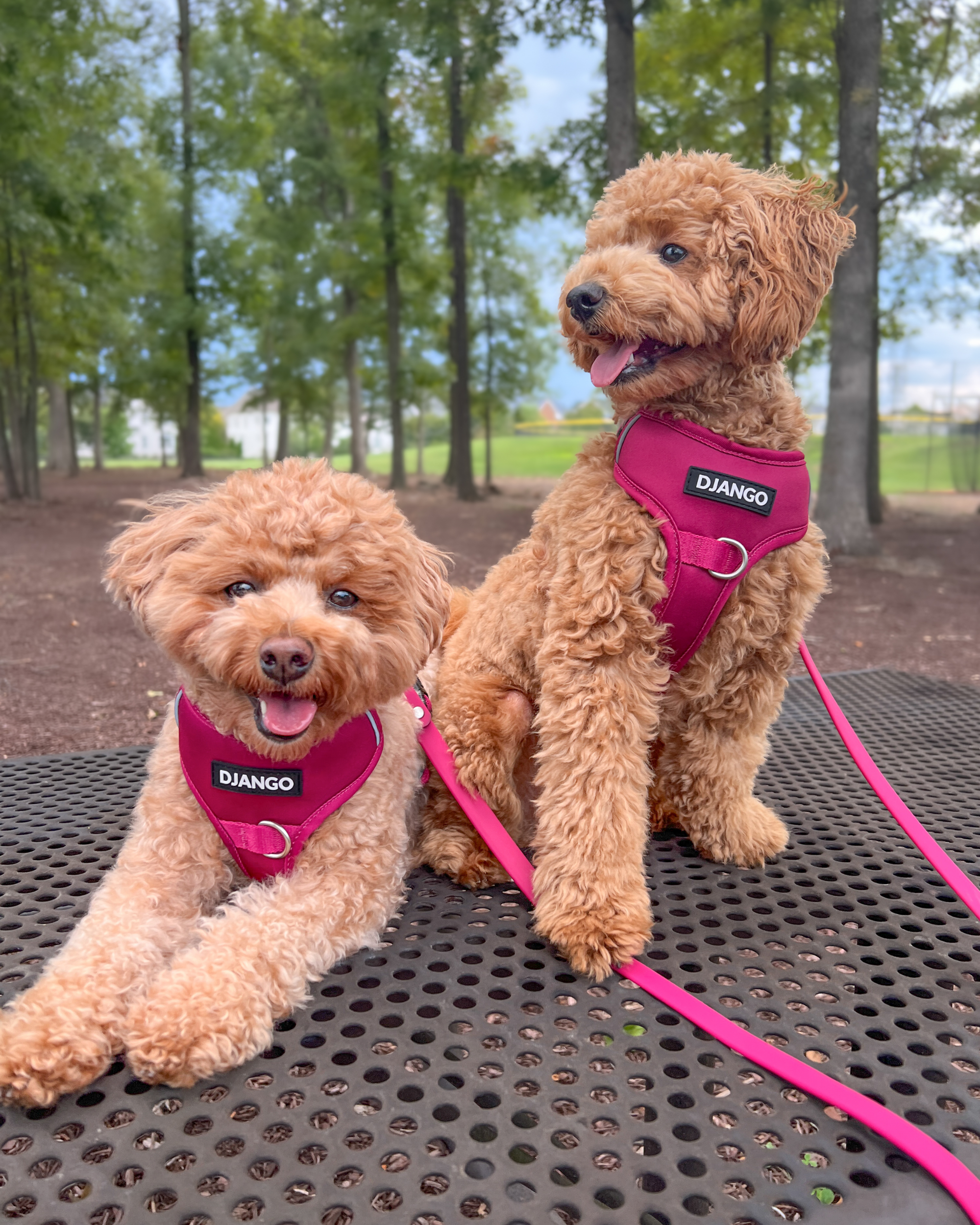 DJANGO's Tahoe Waterproof Dog Leash features a very comfortable and soft-to-the-touch handle, locking carabiner swivel hook for added security, and beautiful silver-colored hardware.