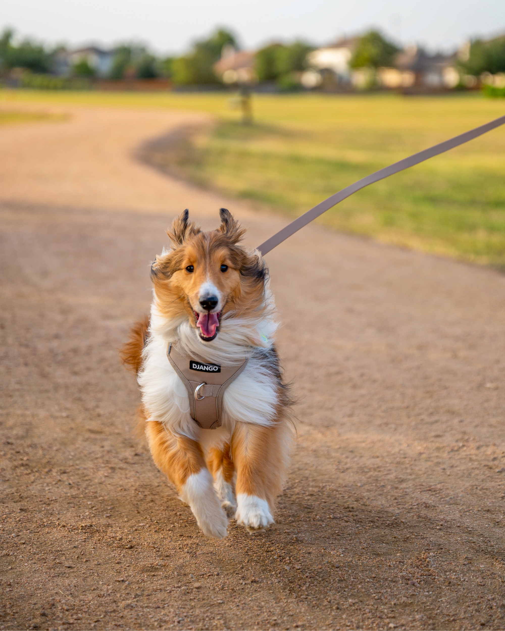 DJANGO Tahoe No Pull Dog Harness in Sandy Beige - Key features include a weather-resistant and padded neoprene exterior, a narrow and deep harness body (to prevent the risk of chafing) reflective piping, and soft webbing. Shetland sheepdog dog model Kirby wears a size medium DJANGO harness and uses the standard sized DJANGO Tahoe Waterproof Dog Leash. - djangobrand.com