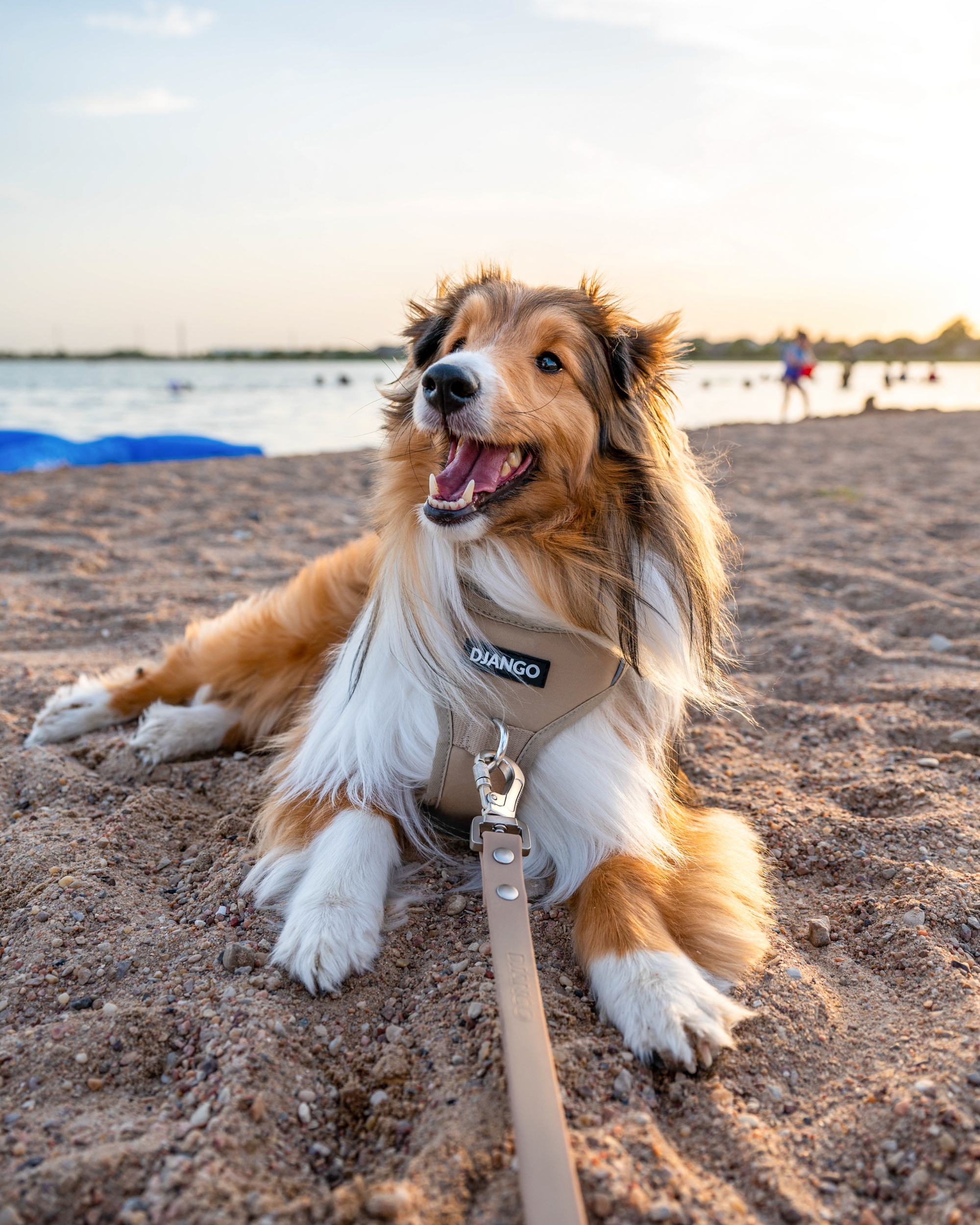 DJANGO Tahoe Dog Leash in Sandy Beige - The waterproof dog leash features heavy duty and stylish plated silver hardware and a premium locking carabiner leash clip for extra security. Shetland sheepdog dog model Kirby wears a size medium DJANGO harness and uses the standard sized DJANGO Tahoe Waterproof Dog Leash. - djangobrand.com