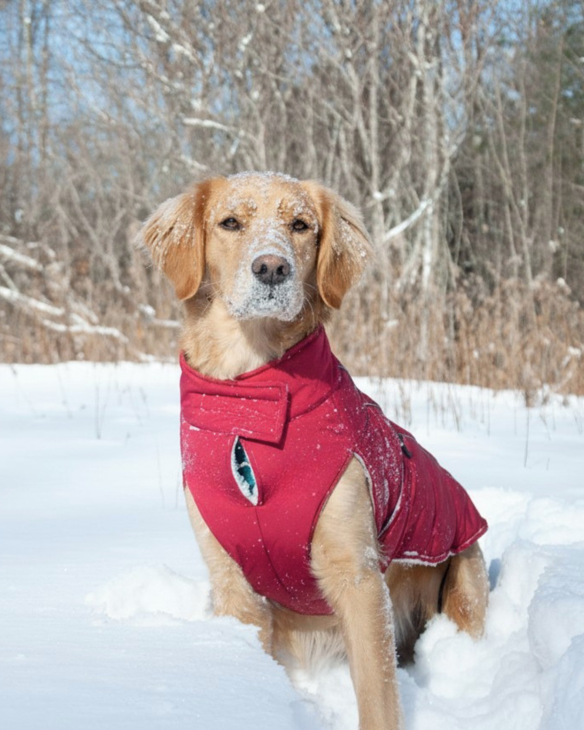 A golden retriever dog wearing a bright red winter puffer jacket for large dogs stands in the snow outdoors, with bare trees in the background.