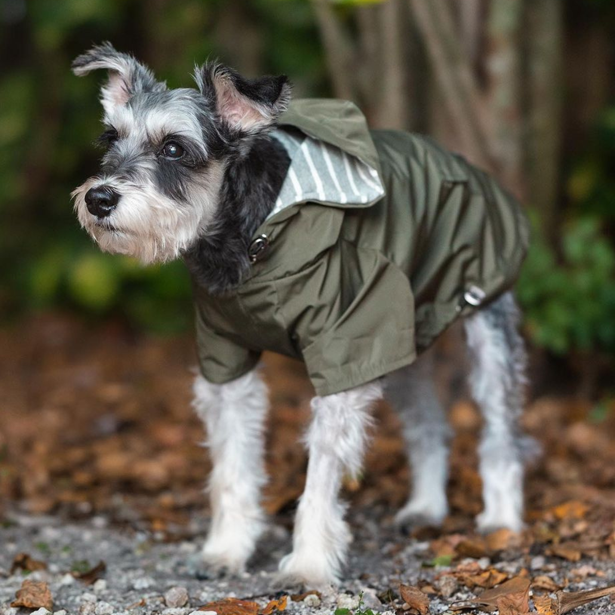 Miniature Schnauzer wearing an olive green dog jacket and raincoat with hood with cozy striped lining and walking through woods with wet leaves on ground in autumn setting