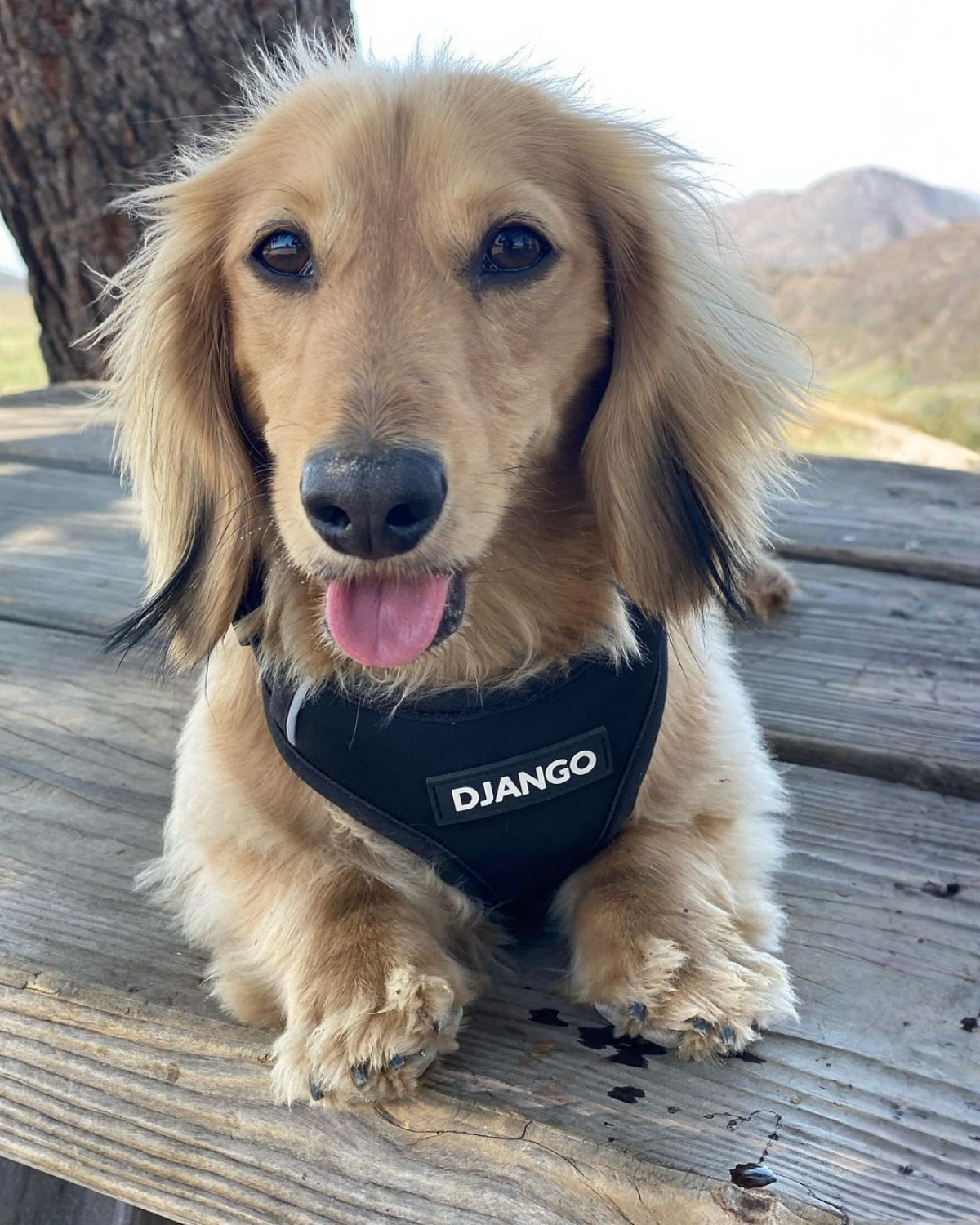 Adorable dachshund puppy wearing black neoprene harness with reflective piping. and DJANGO classic logo