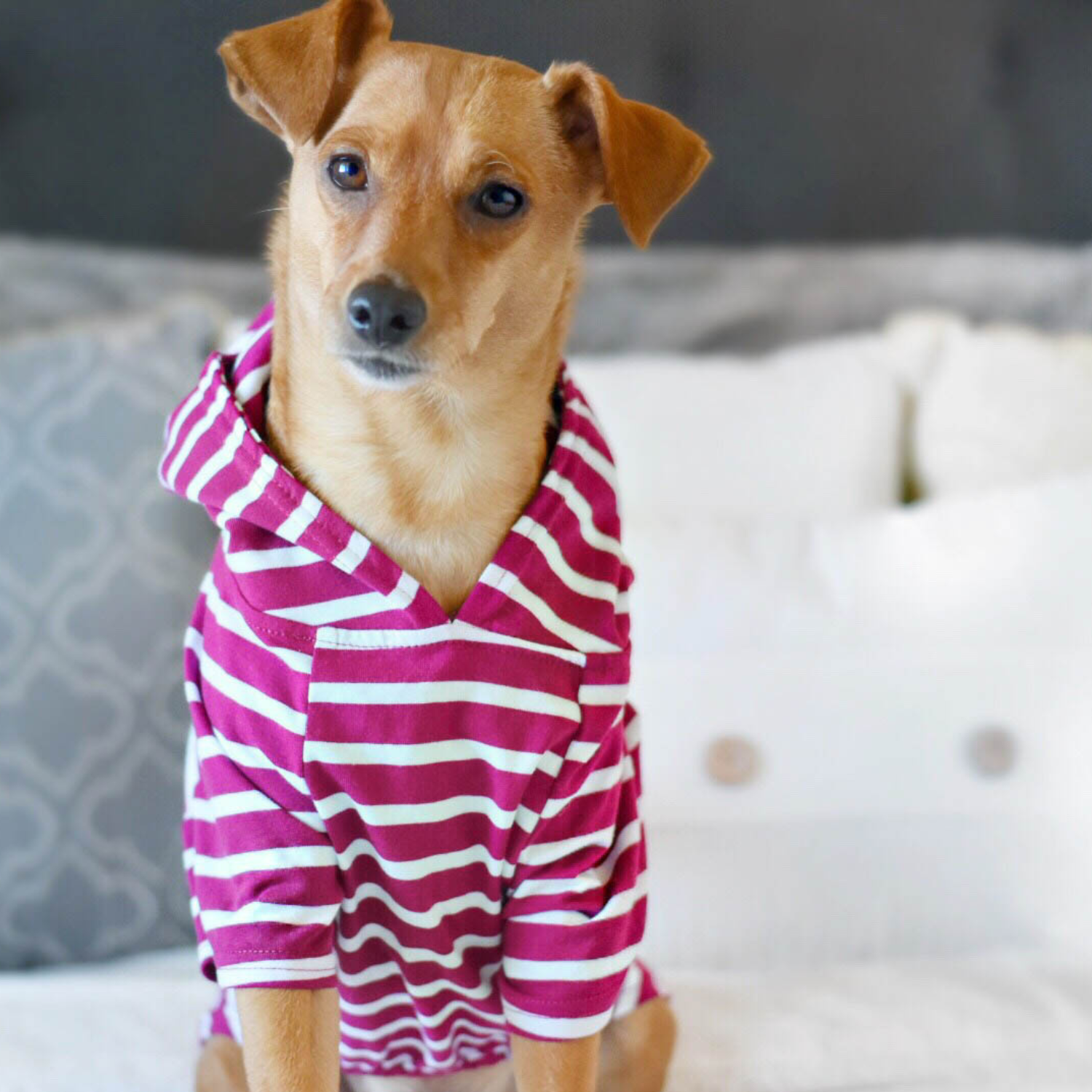Boysenberry Dog Hoodie by DJANGO – Cozy, breathable, and designed for year-round comfort.