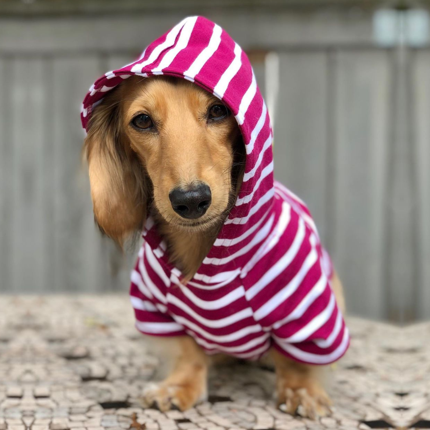 DJANGO Premium Dog Hoodie in Boysenberry – Stretchy, durable, and perfect for all dog sizes.