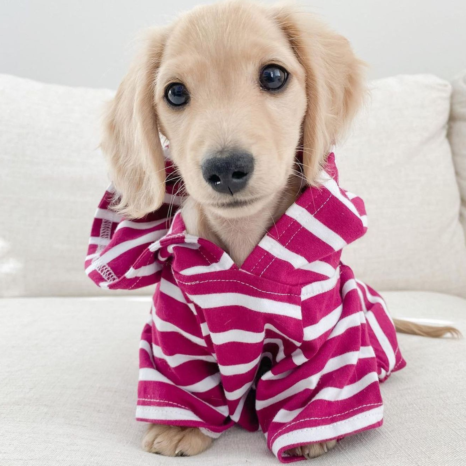 DJANGO’s Boysenberry Dog Hoodie – Lightweight, machine-washable, and great for active pups.