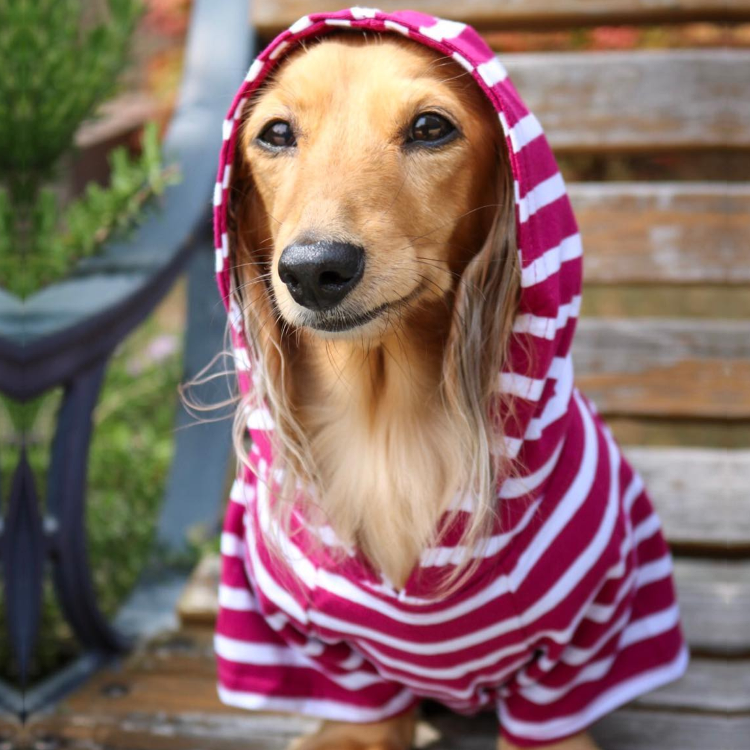Warm and stylish Boysenberry Hoodie by DJANGO – Ideal for walks, playtime, and everyday wear.