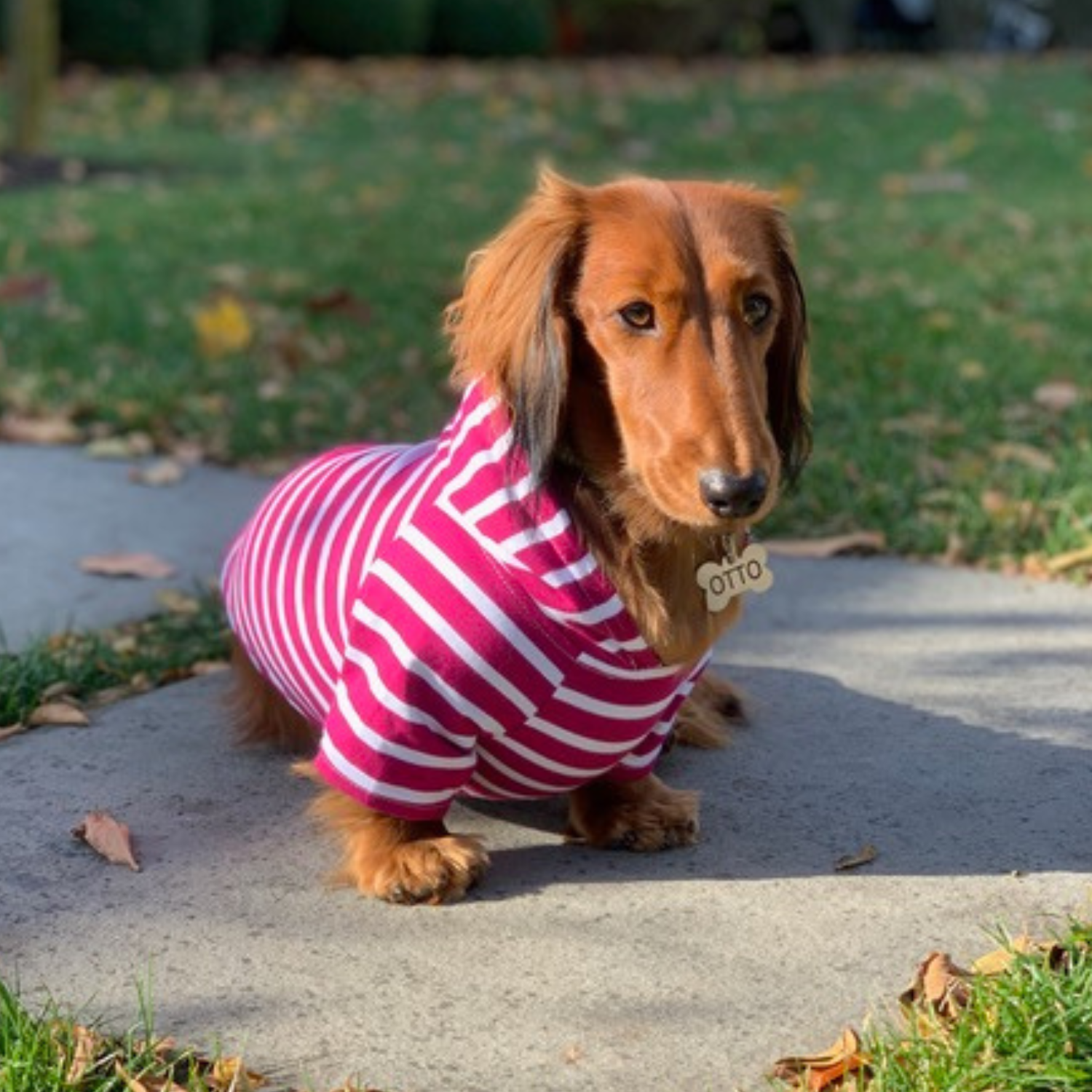 Boysenberry Dog Hoodie – Soft, flexible, and designed to keep dogs warm and fashionable.