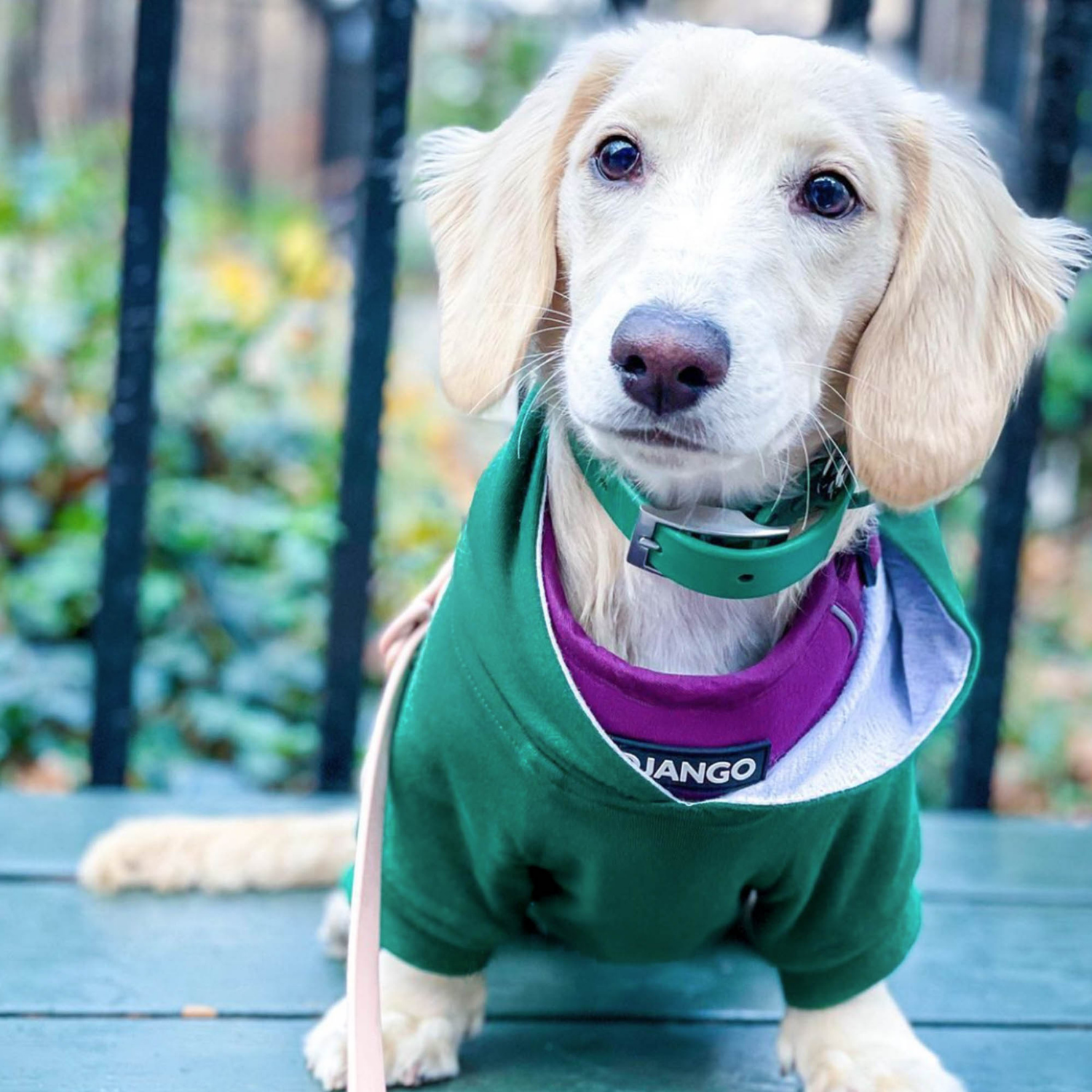 DJANGO Premium Dog Hoodie in Forest Green – Stretchy, durable, and perfect for small to large dogs.